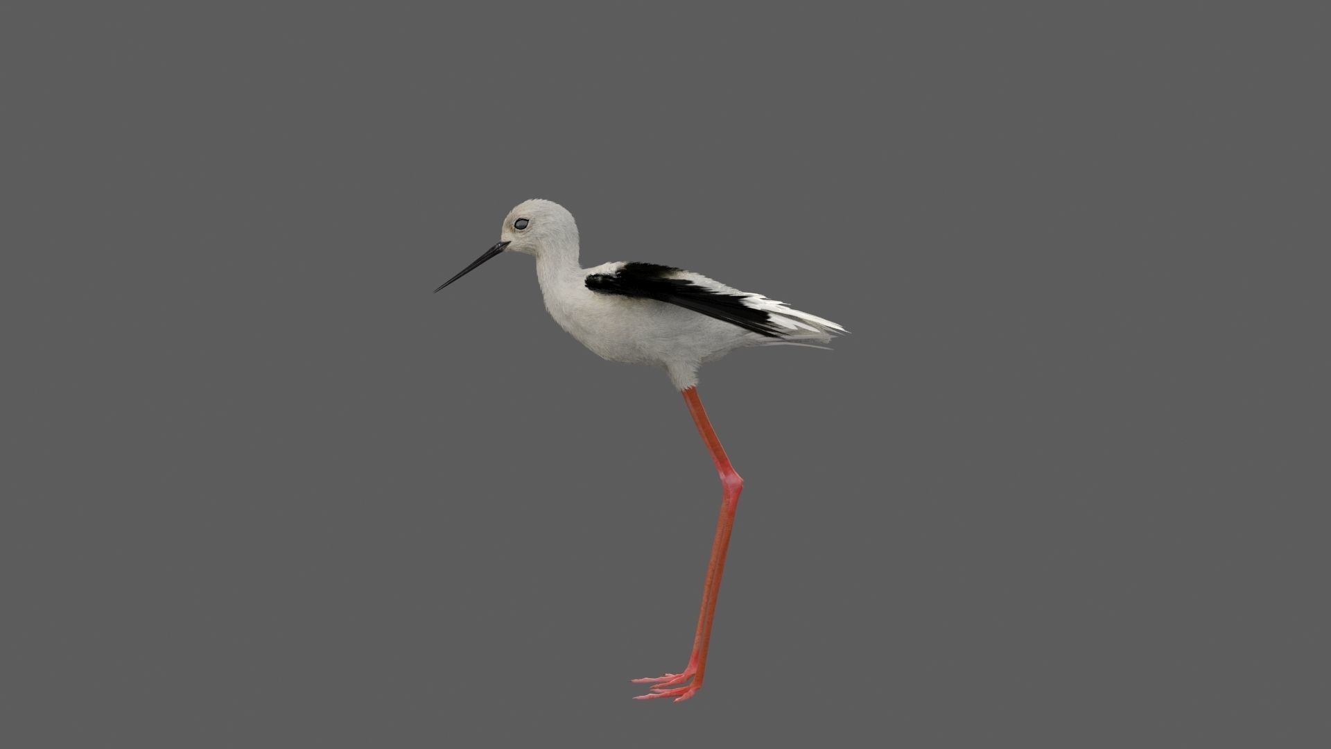 Realistic Stilt bird with feather 3D model_6