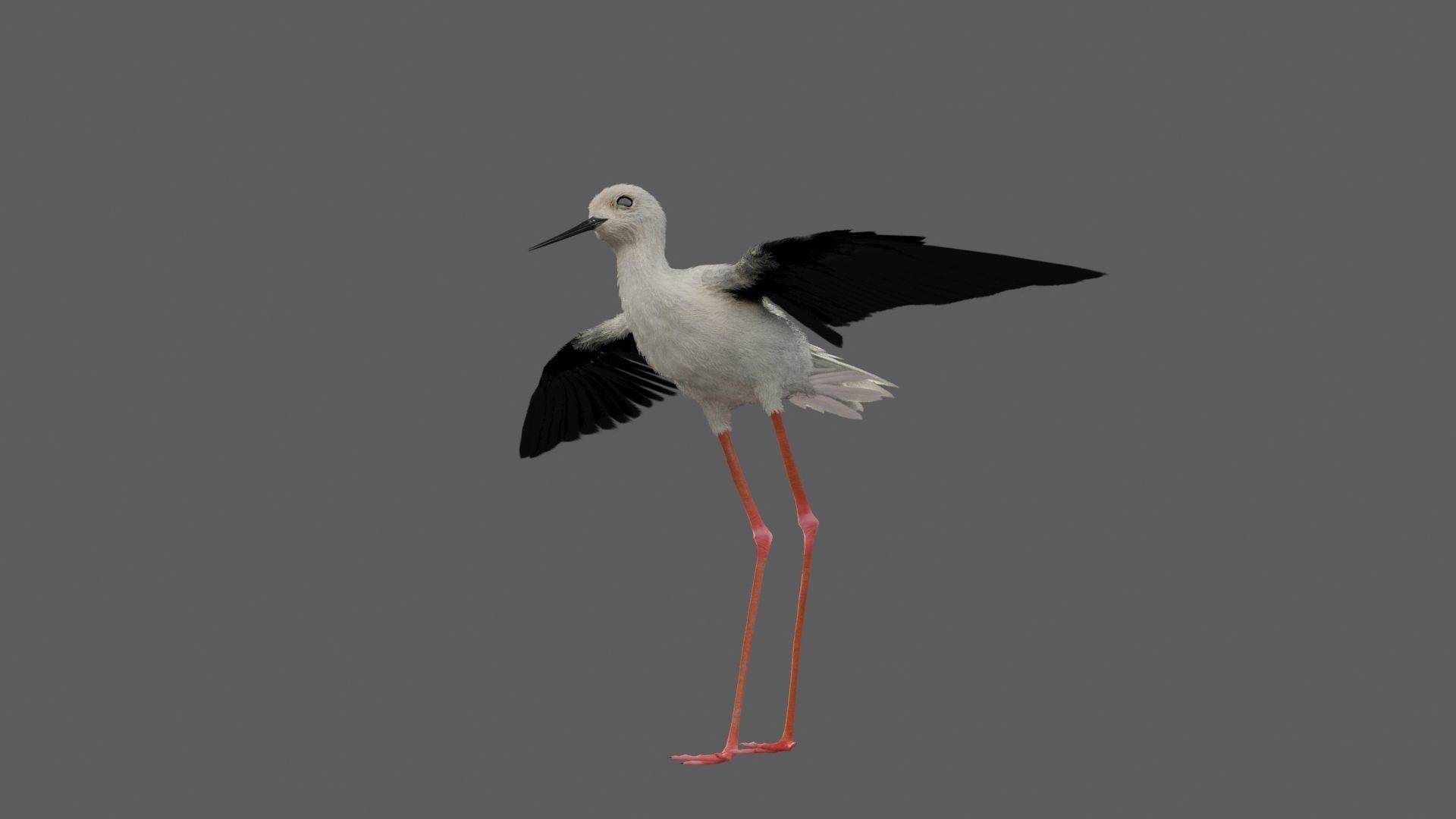 Realistic Stilt bird with feather 3D model_7