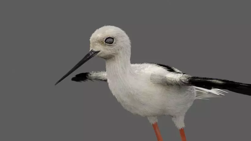 Realistic Stilt bird with feather 3D model_0