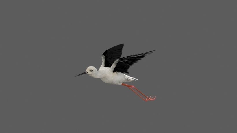 Realistic Stilt bird with feather 3D model_11