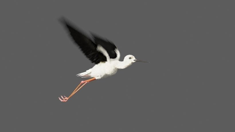 Realistic Stilt bird with feather 3D model_8