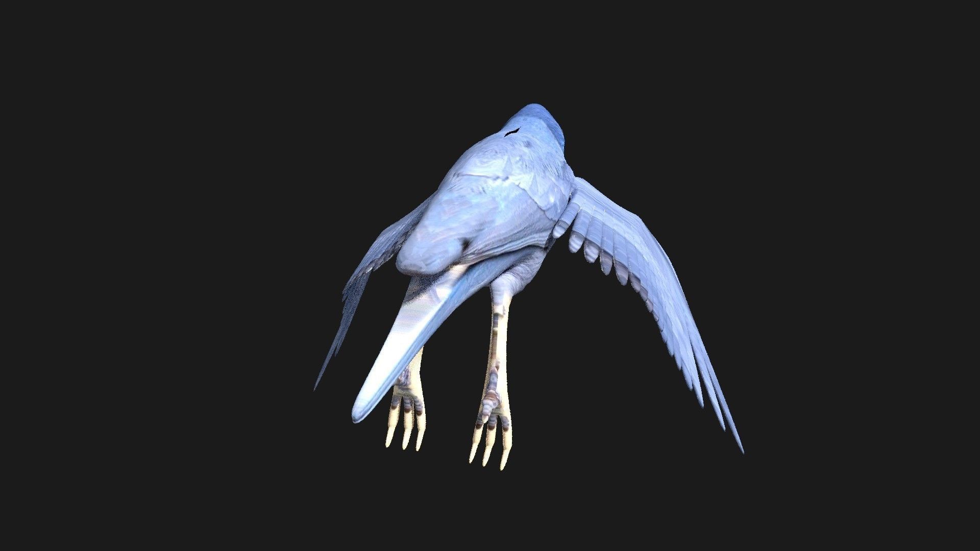 blue bird animated 3D model_13