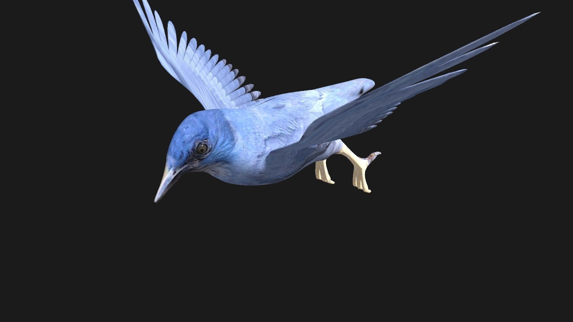 blue bird animated 3D model_4