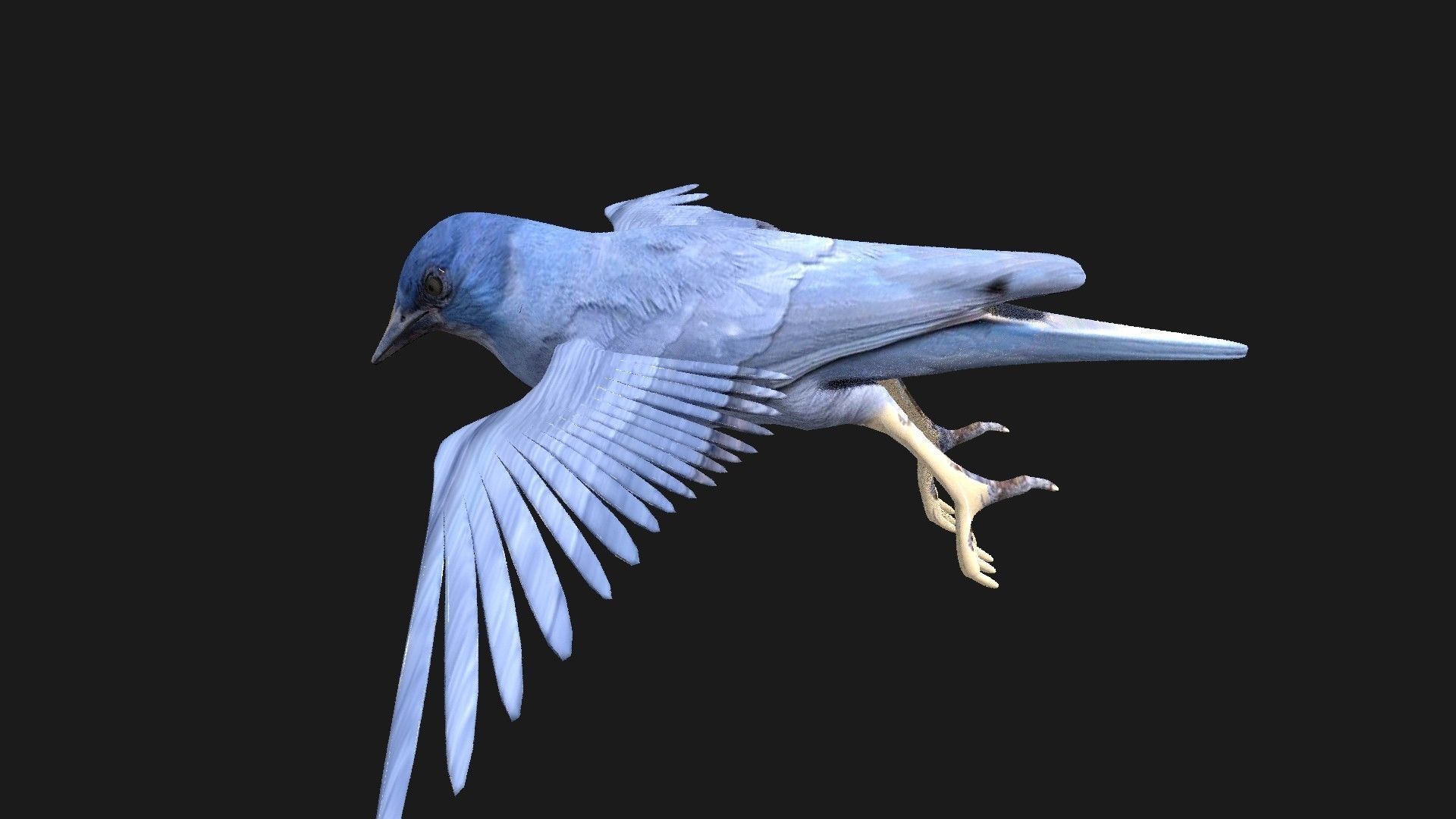 blue bird animated 3D model_6