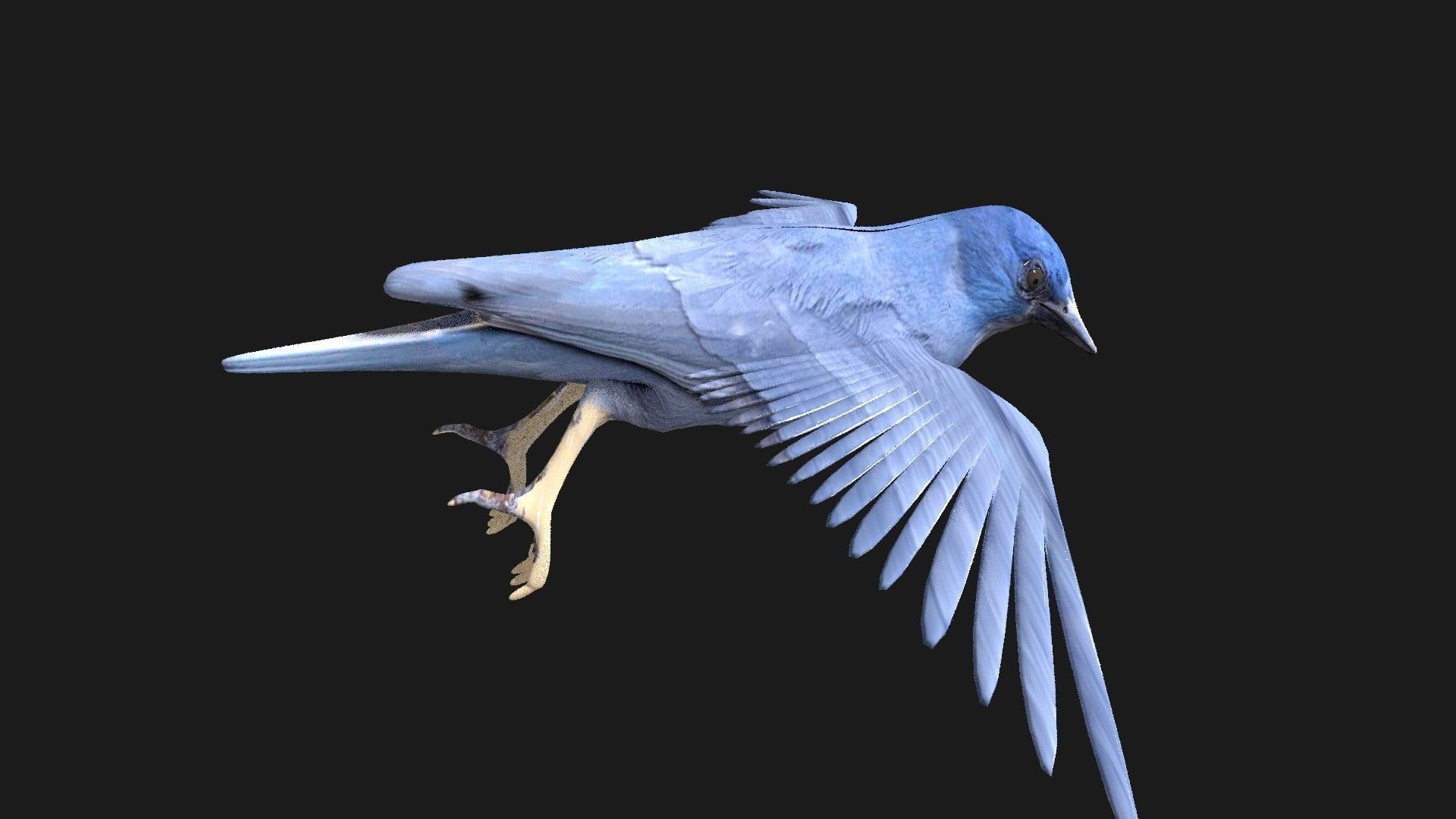 blue bird animated 3D model_16