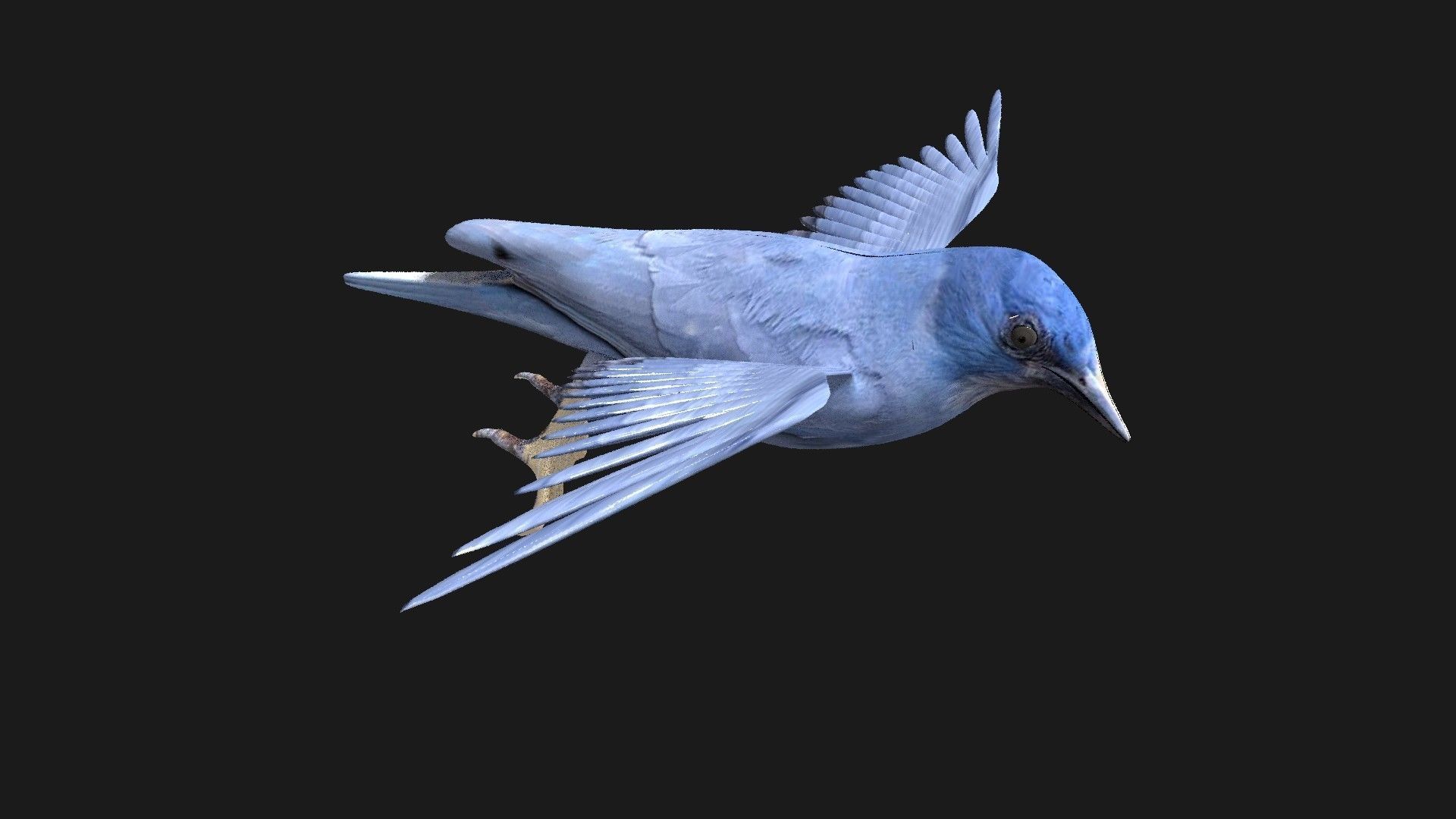 blue bird animated 3D model_17