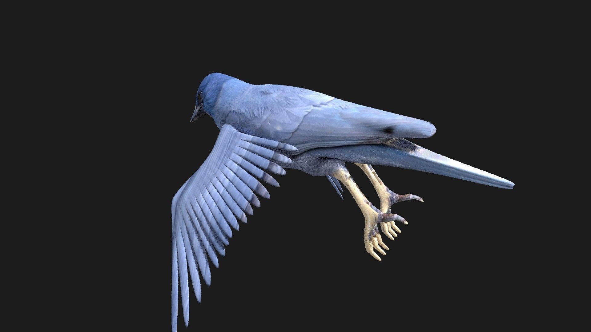 blue bird animated 3D model_9