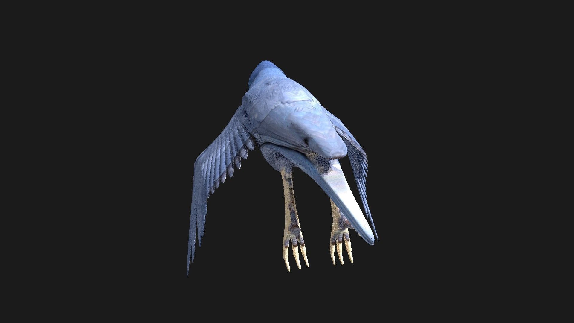blue bird animated 3D model_11