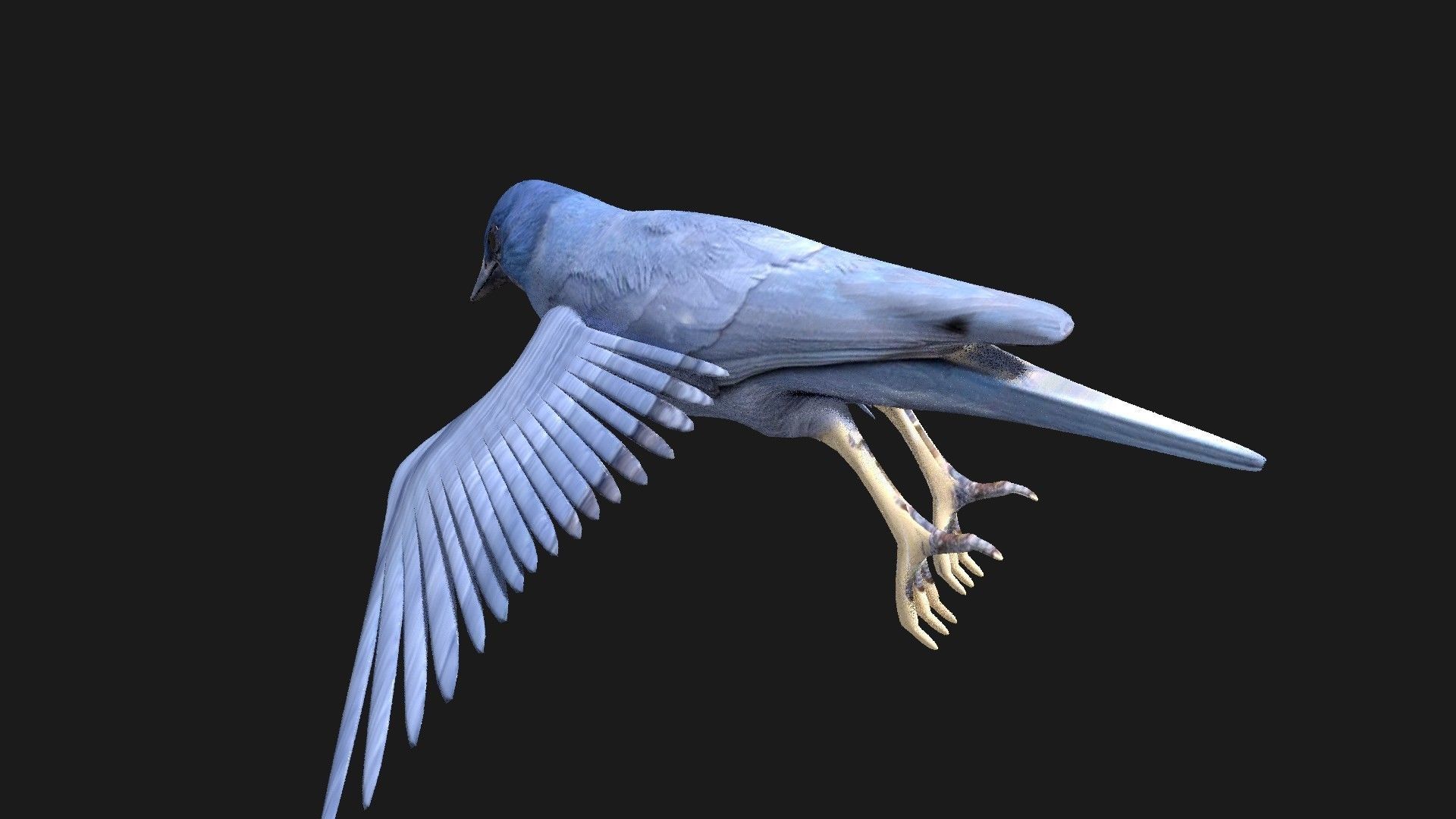 blue bird animated 3D model_8