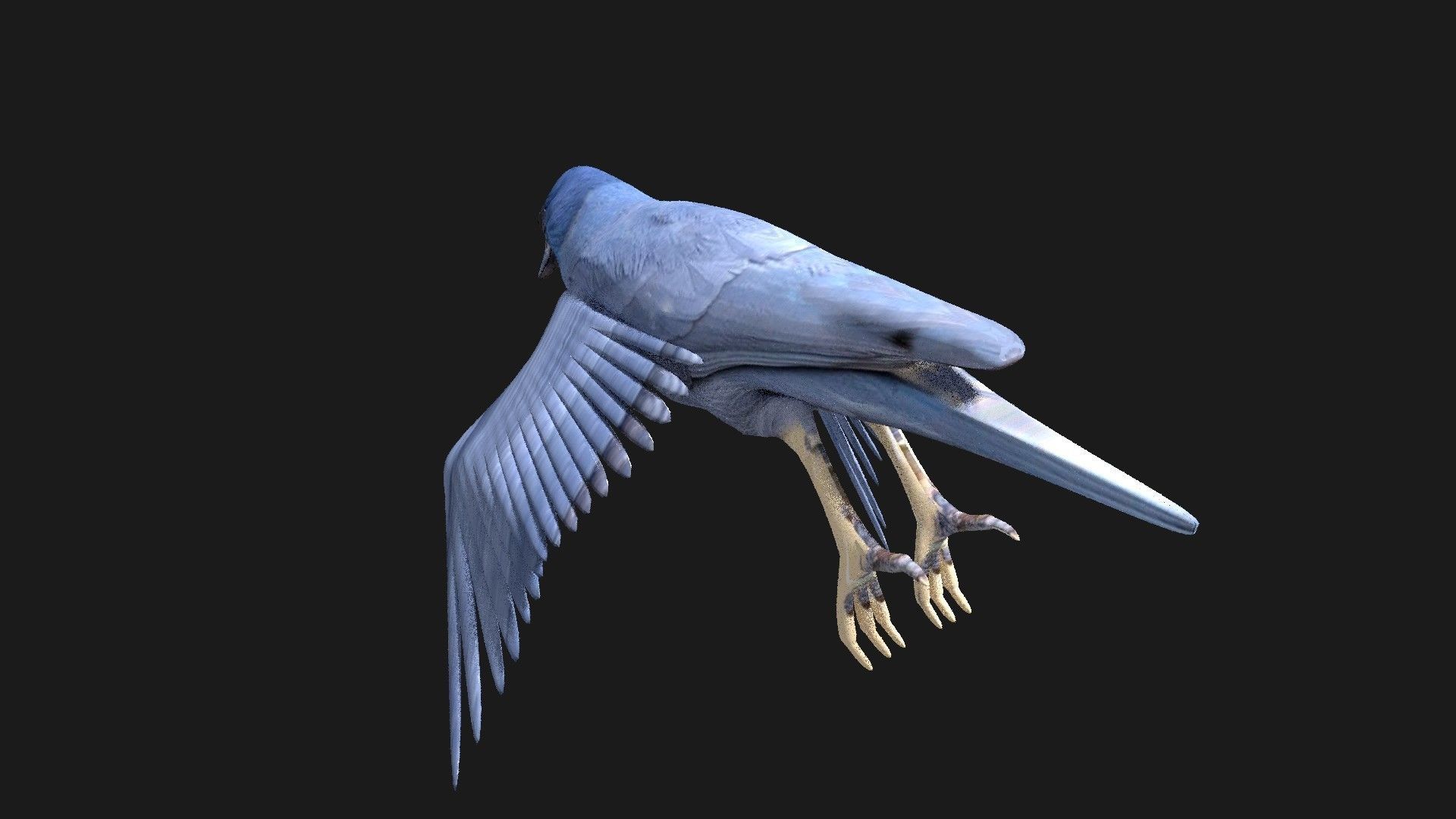 blue bird animated 3D model_10