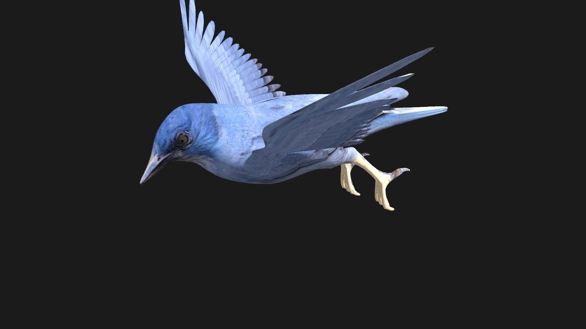 blue bird animated 3D model_5