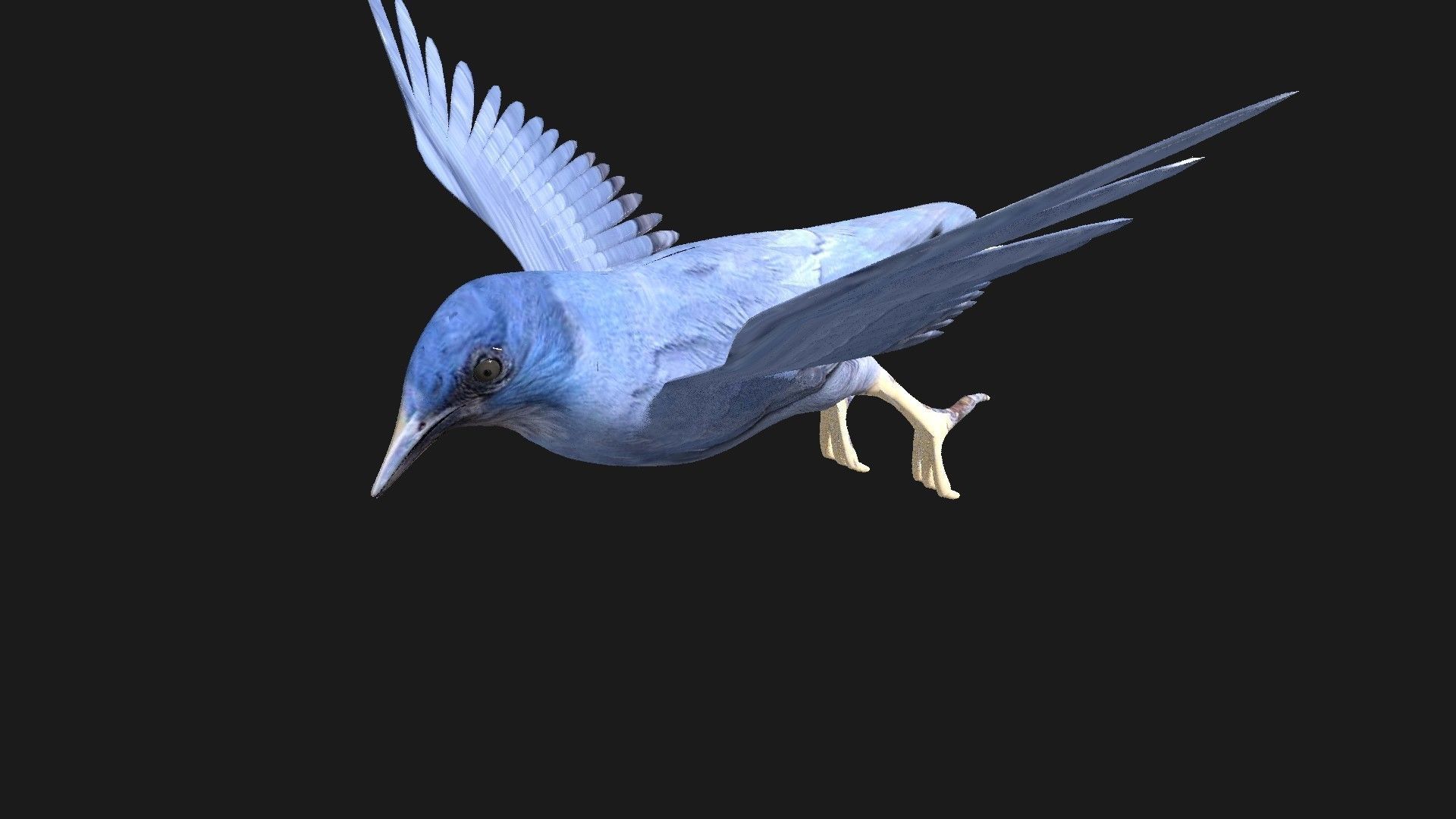 blue bird animated 3D model_19