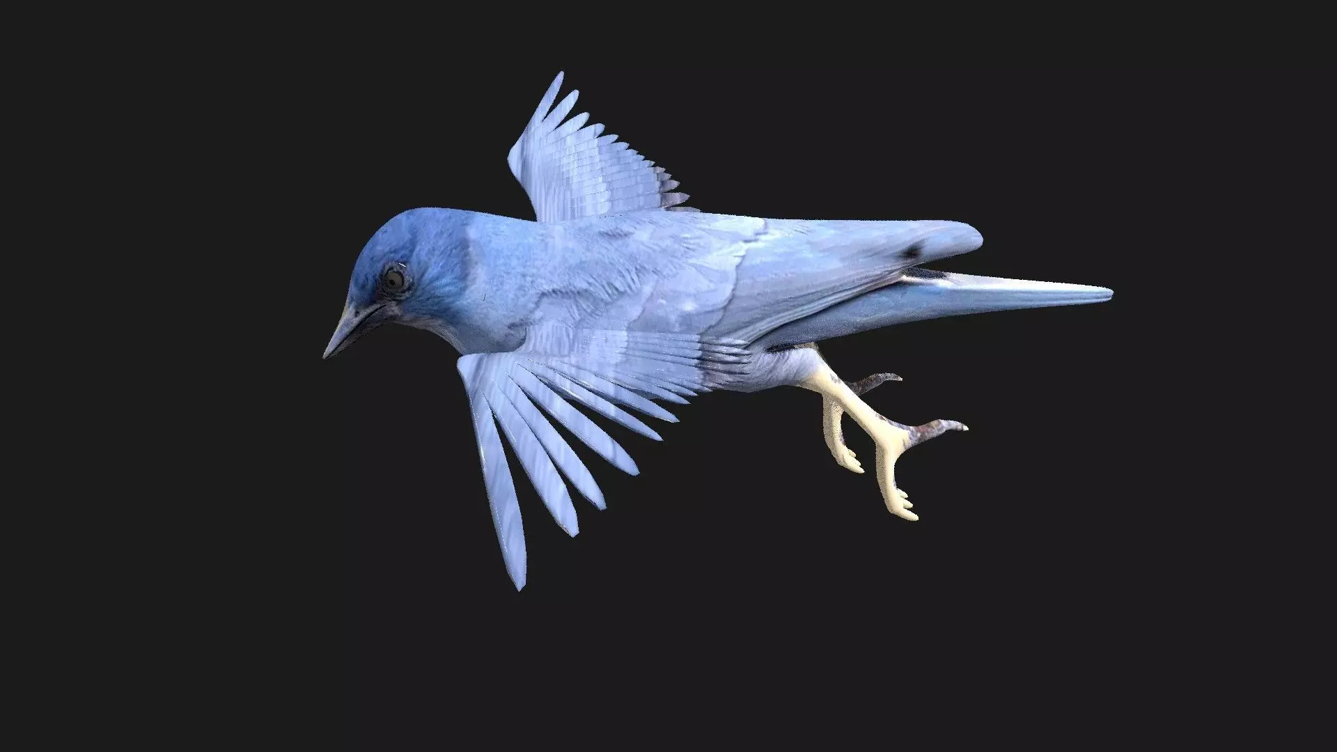 blue bird animated 3D model_0