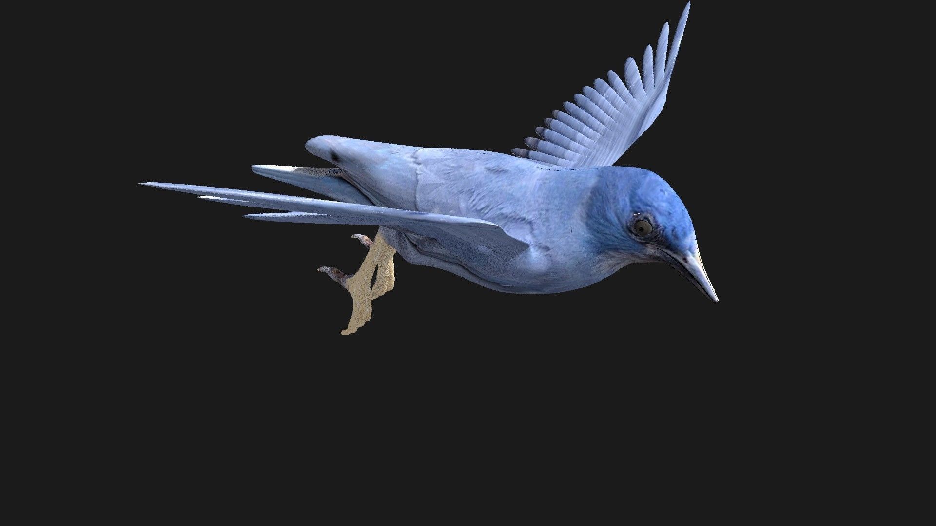 blue bird animated 3D model_18