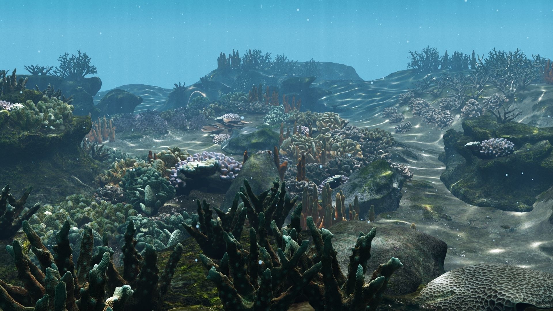 Underwater Coral Reef Habitat Ocean V3 Low-poly 3D model_5