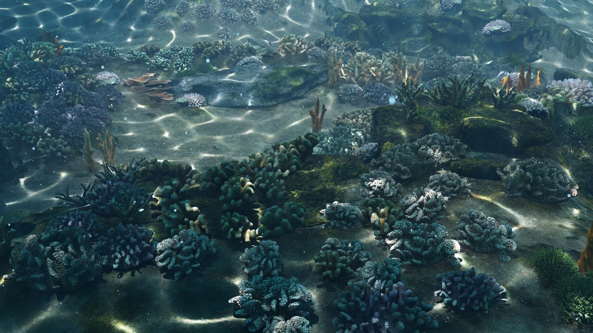 Underwater Coral Reef Habitat Ocean V3 Low-poly 3D model_3