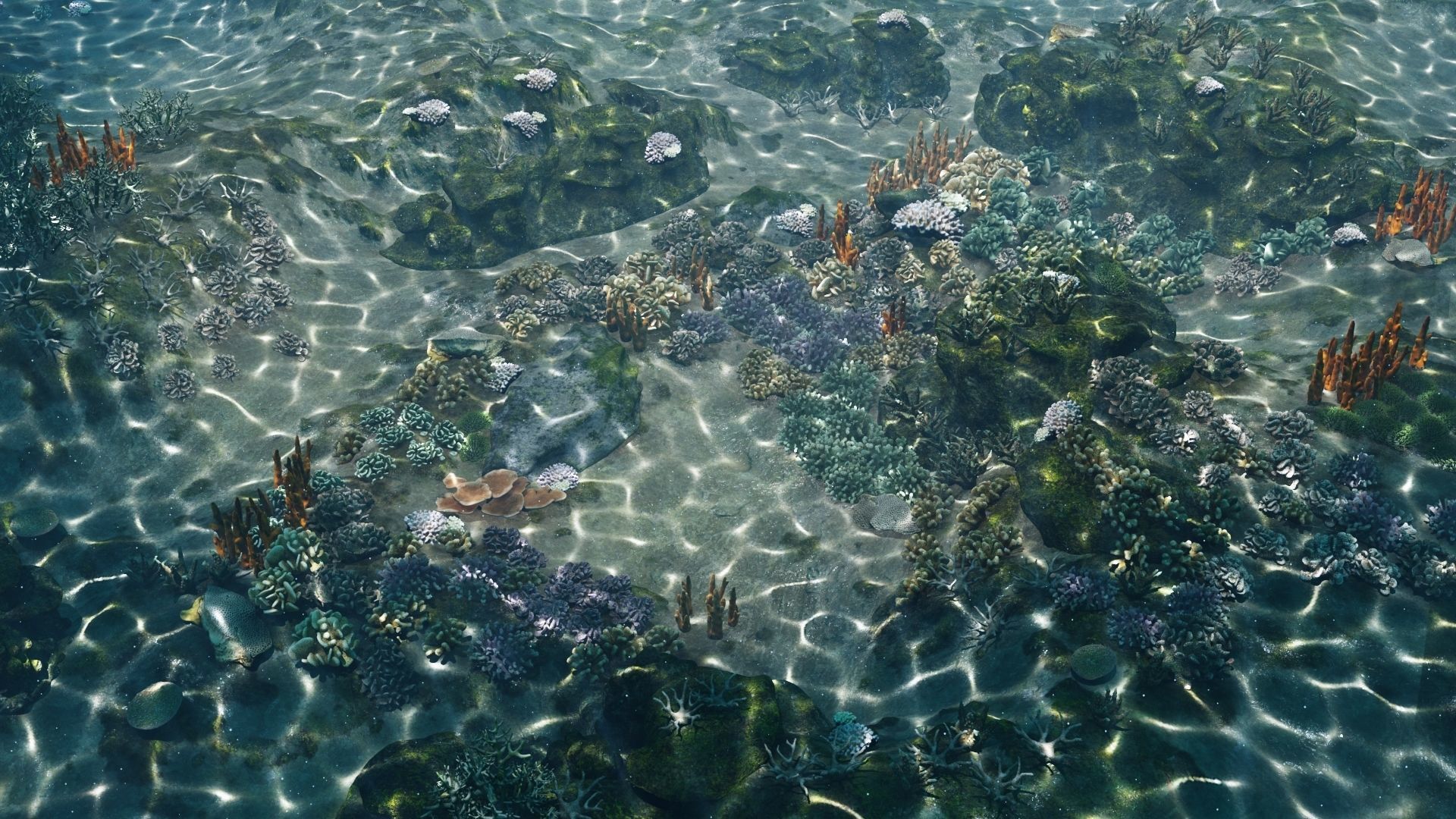 Underwater Coral Reef Habitat Ocean V3 Low-poly 3D model_8