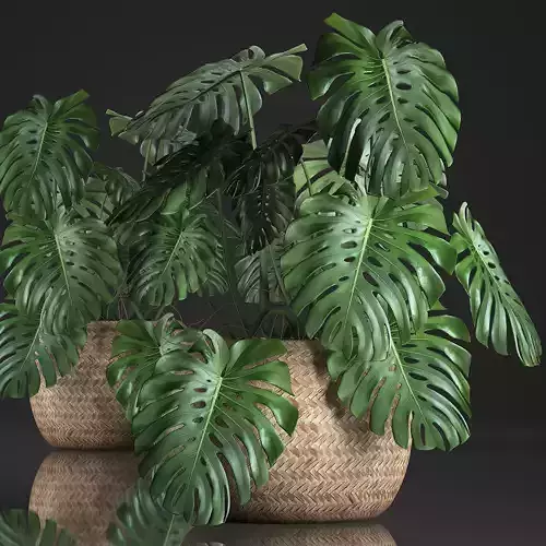 Decorative Monstera in a pot