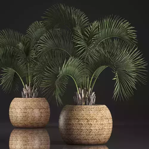 Decorative palm tree in a pot 5 3D model