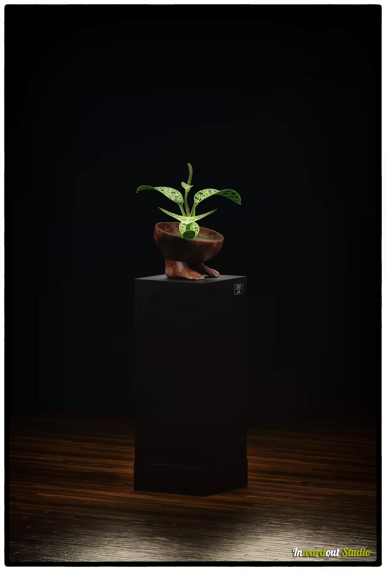 Indoor Plant Macodes petola or jewel orchid 3D model