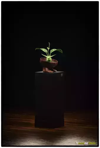 Indoor Plant  Macodes petola or jewel orchid