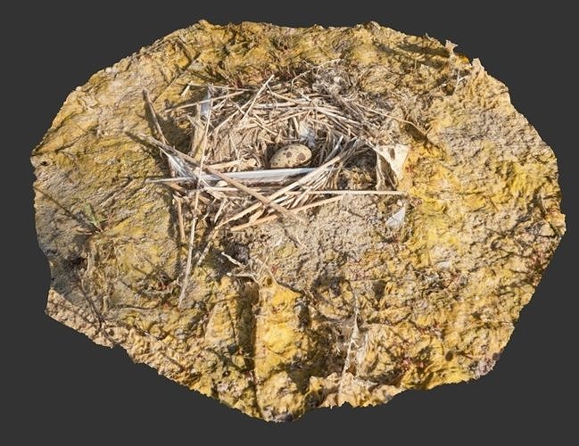 Nest with an Egg Low-poly 3D model