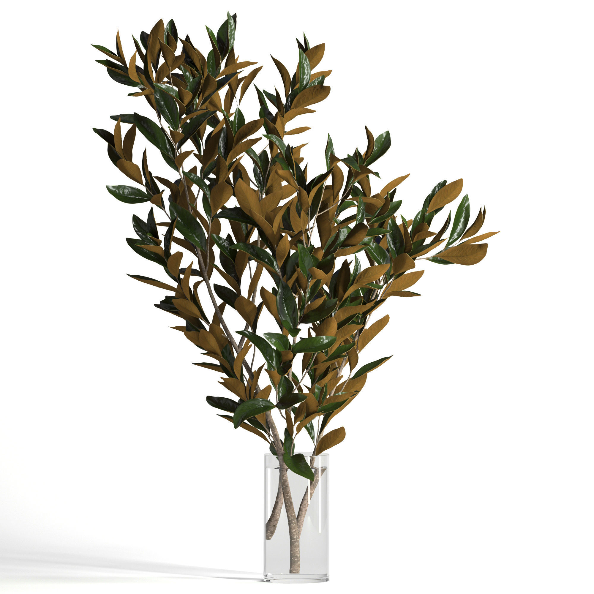 Magnolia branches 3D model_2