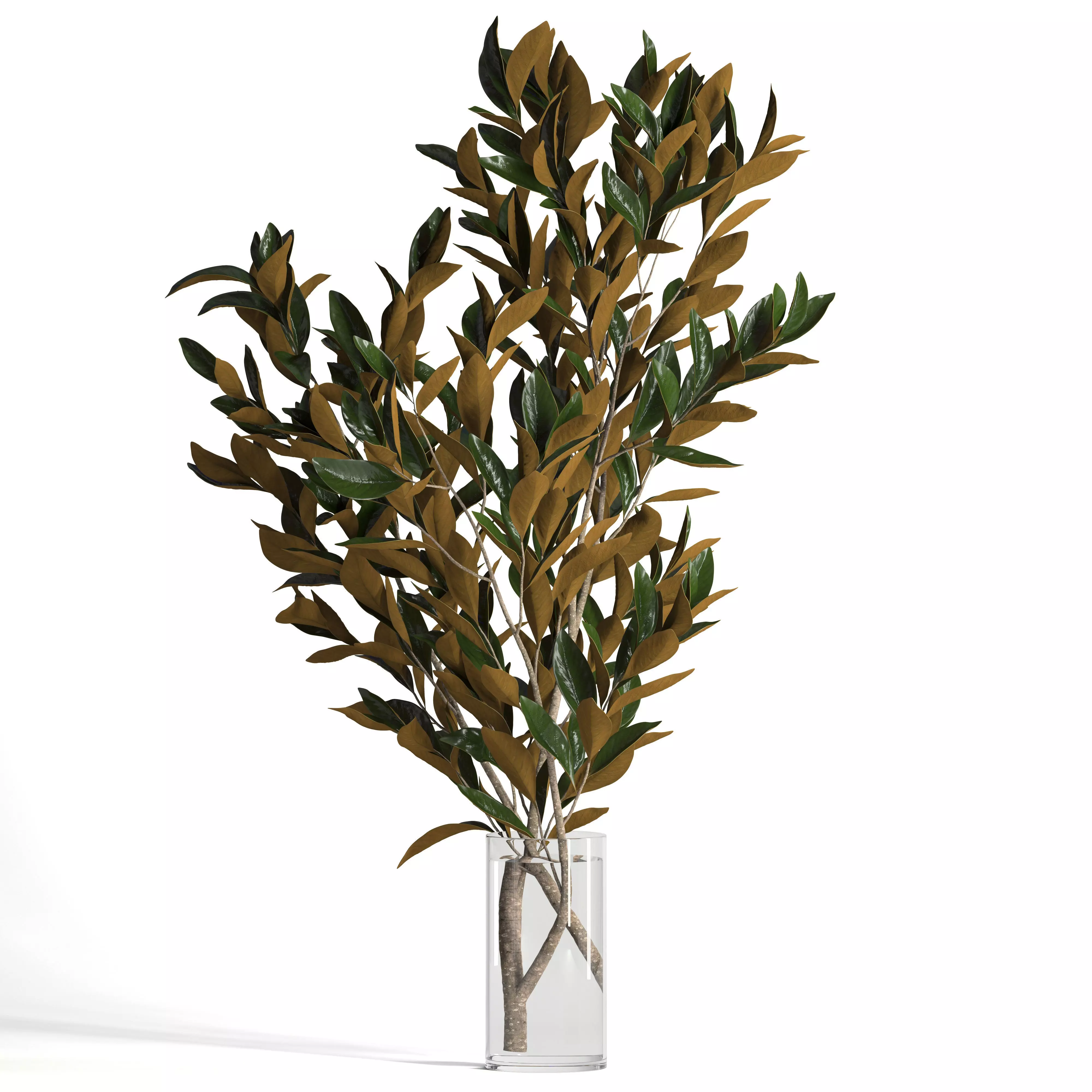 Magnolia branches 3D model_0