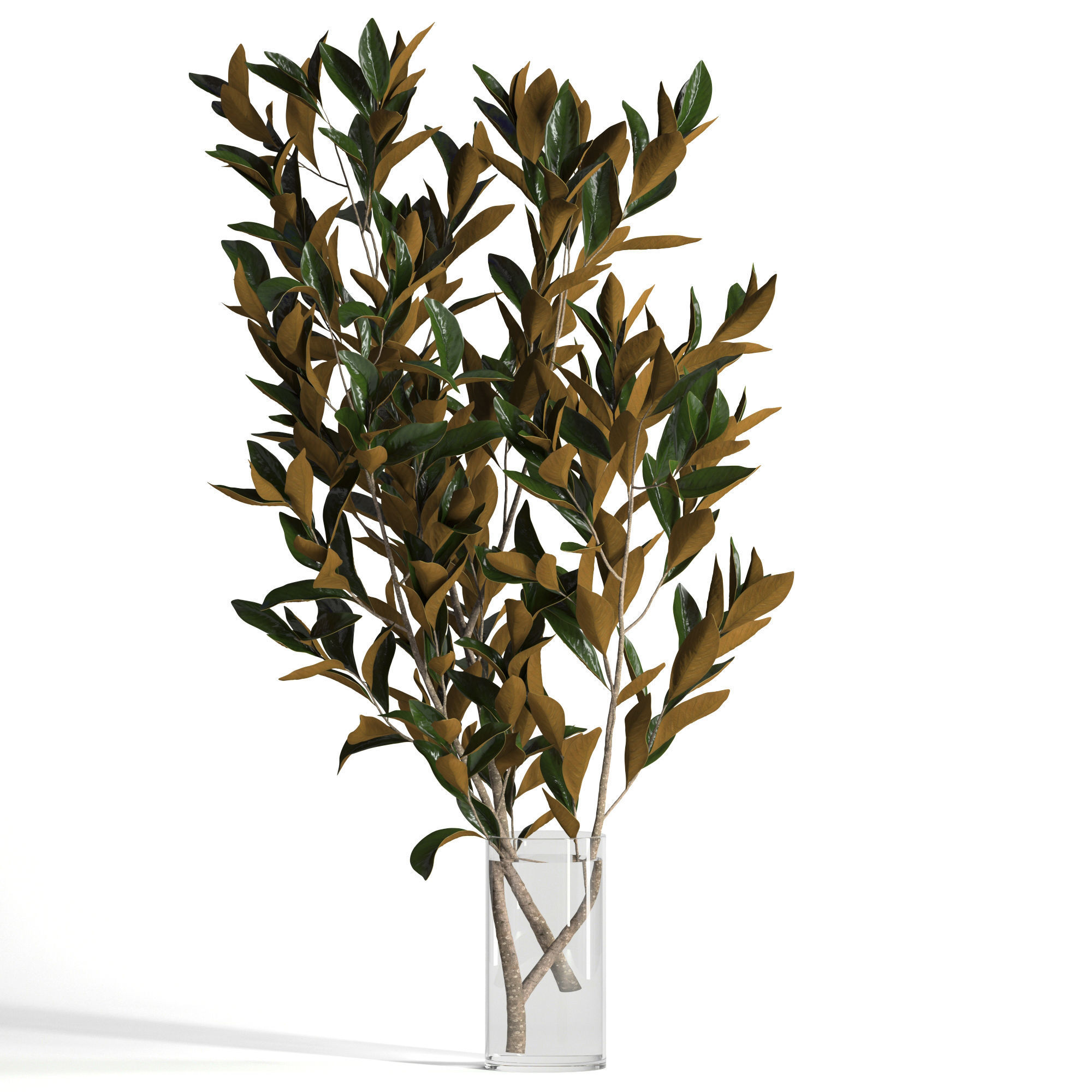 Magnolia branches 3D model_1