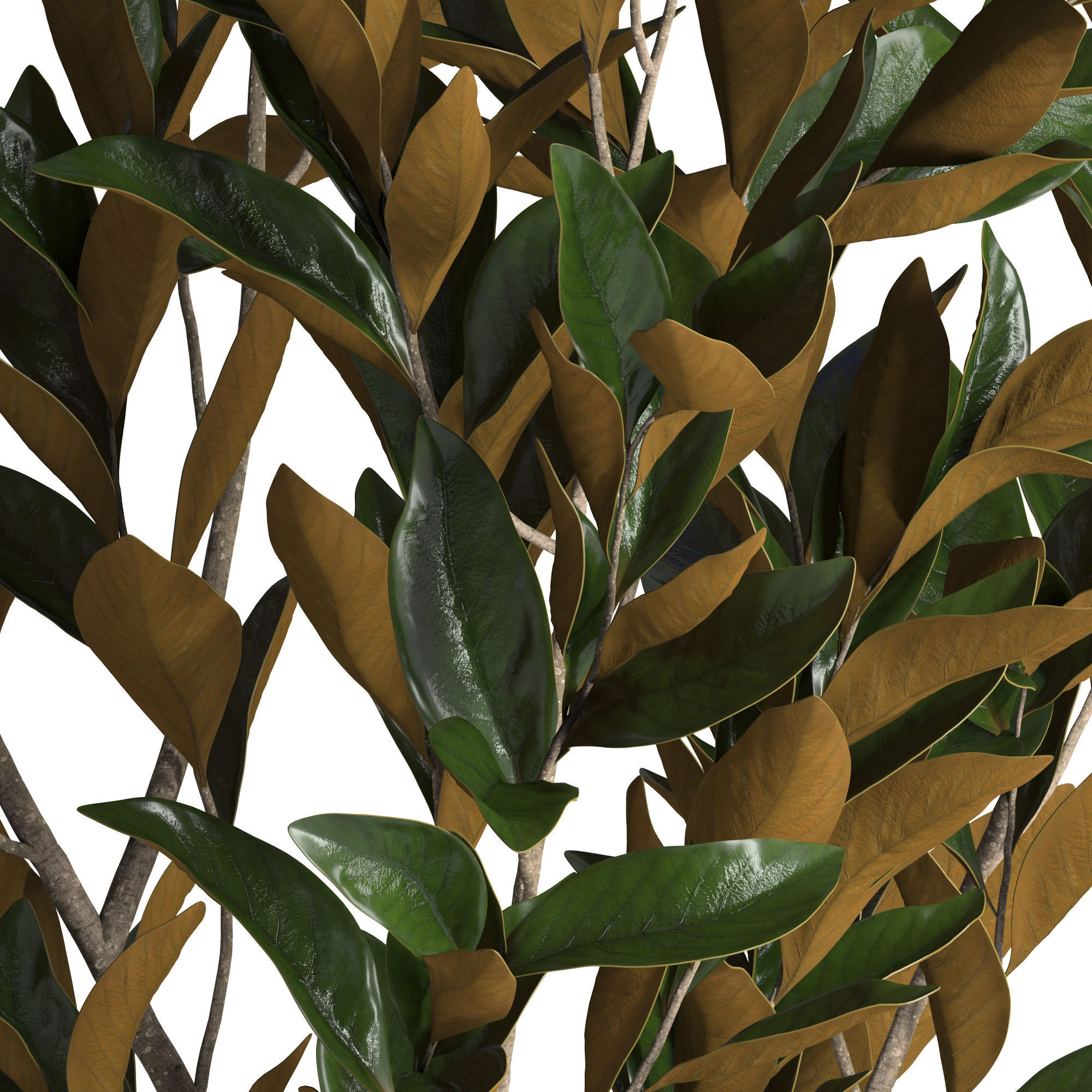 Magnolia branches 3D model_6