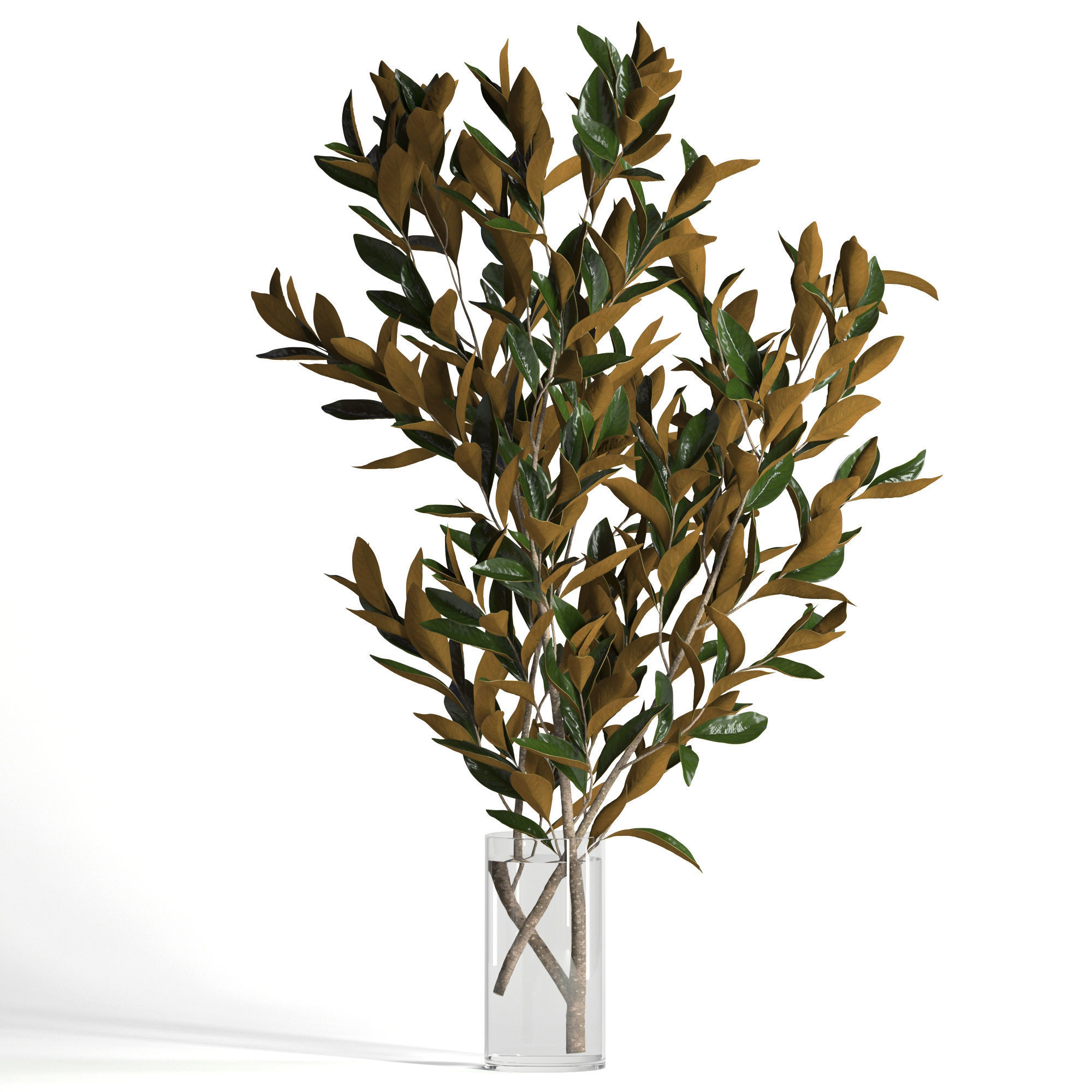 Magnolia branches 3D model_3