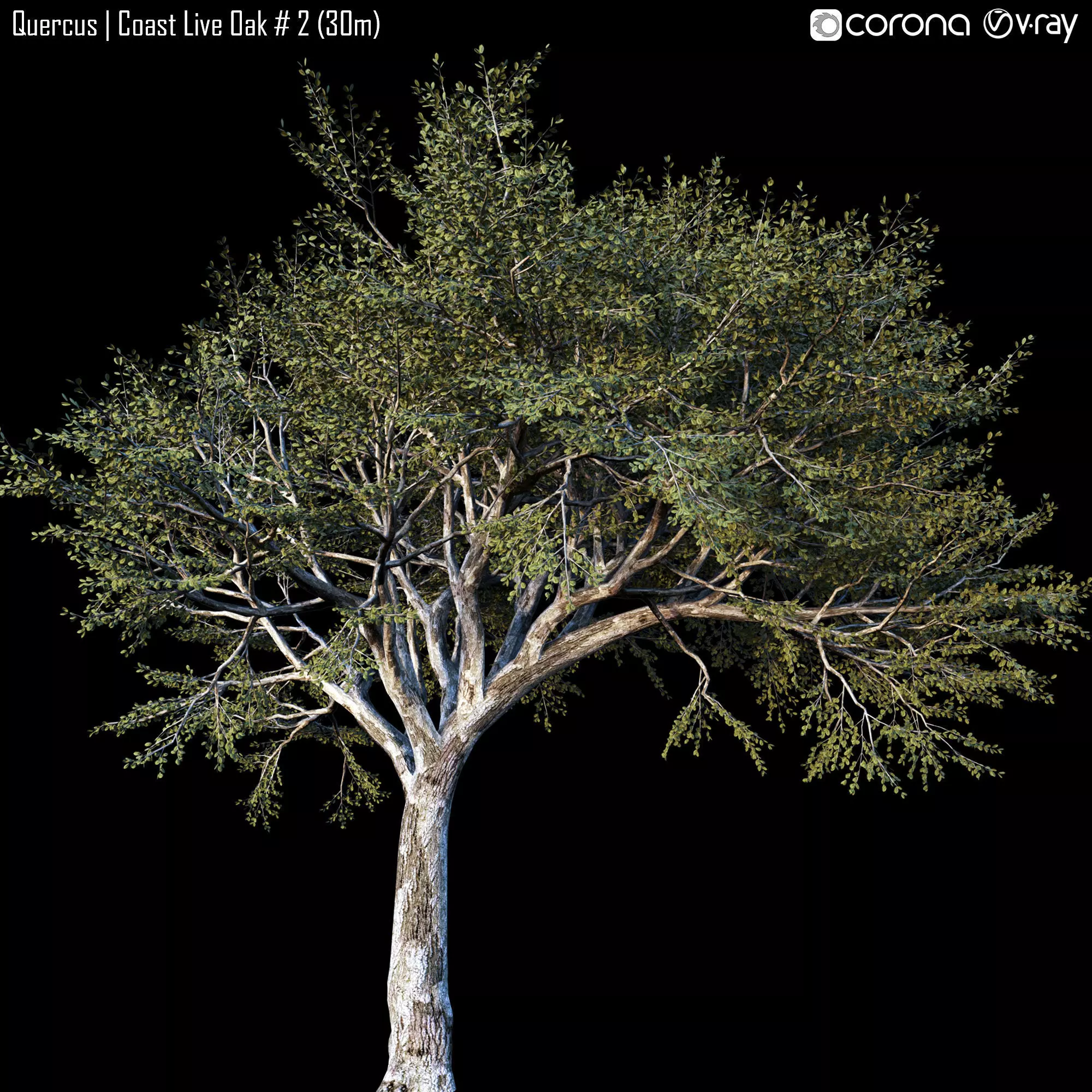 Coast Live Oak 2 3D model