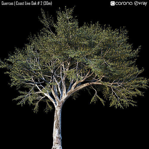 Coast Live Oak 2 3D model