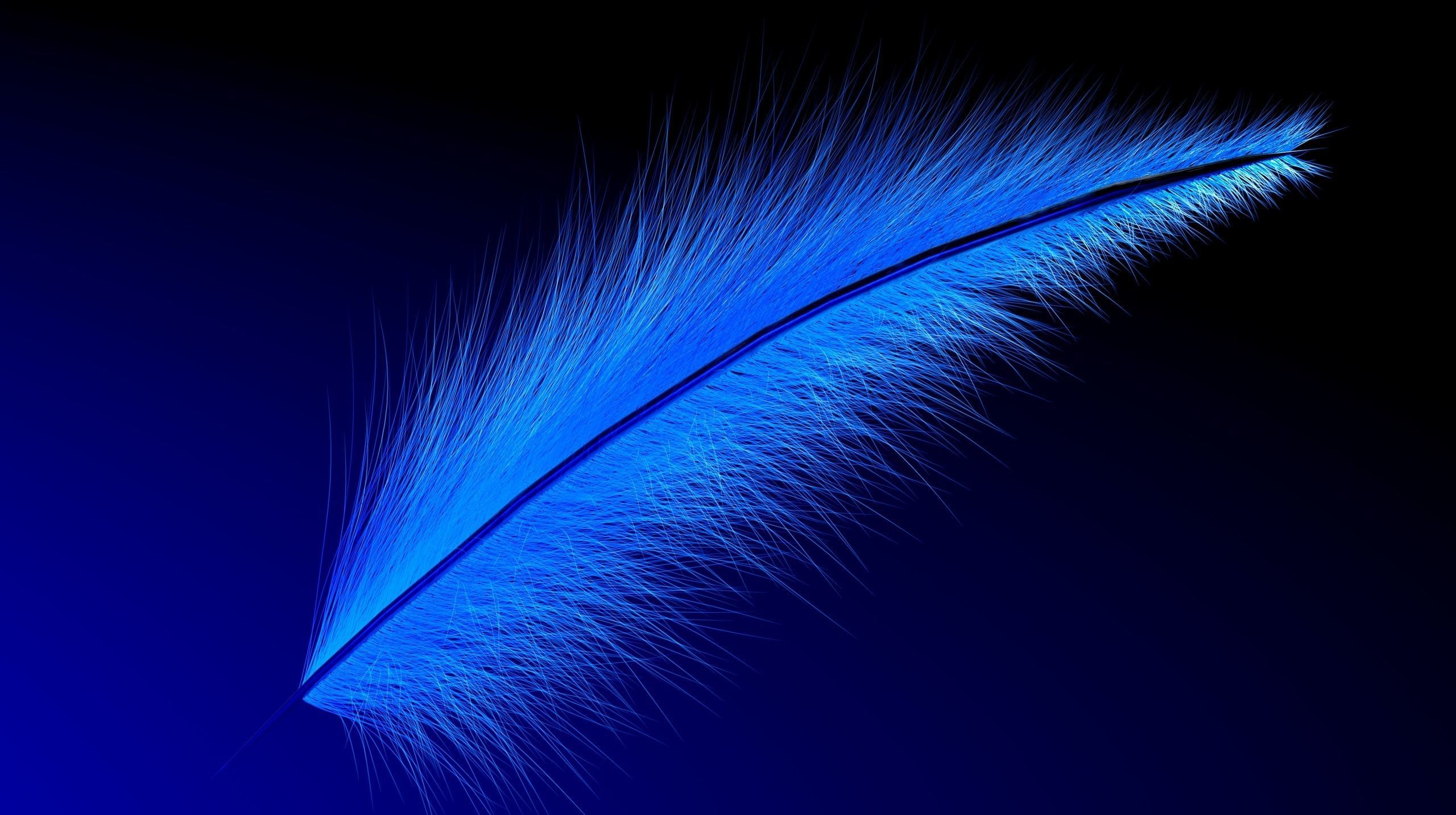 cinema 4d feathers cinema 4d feathers