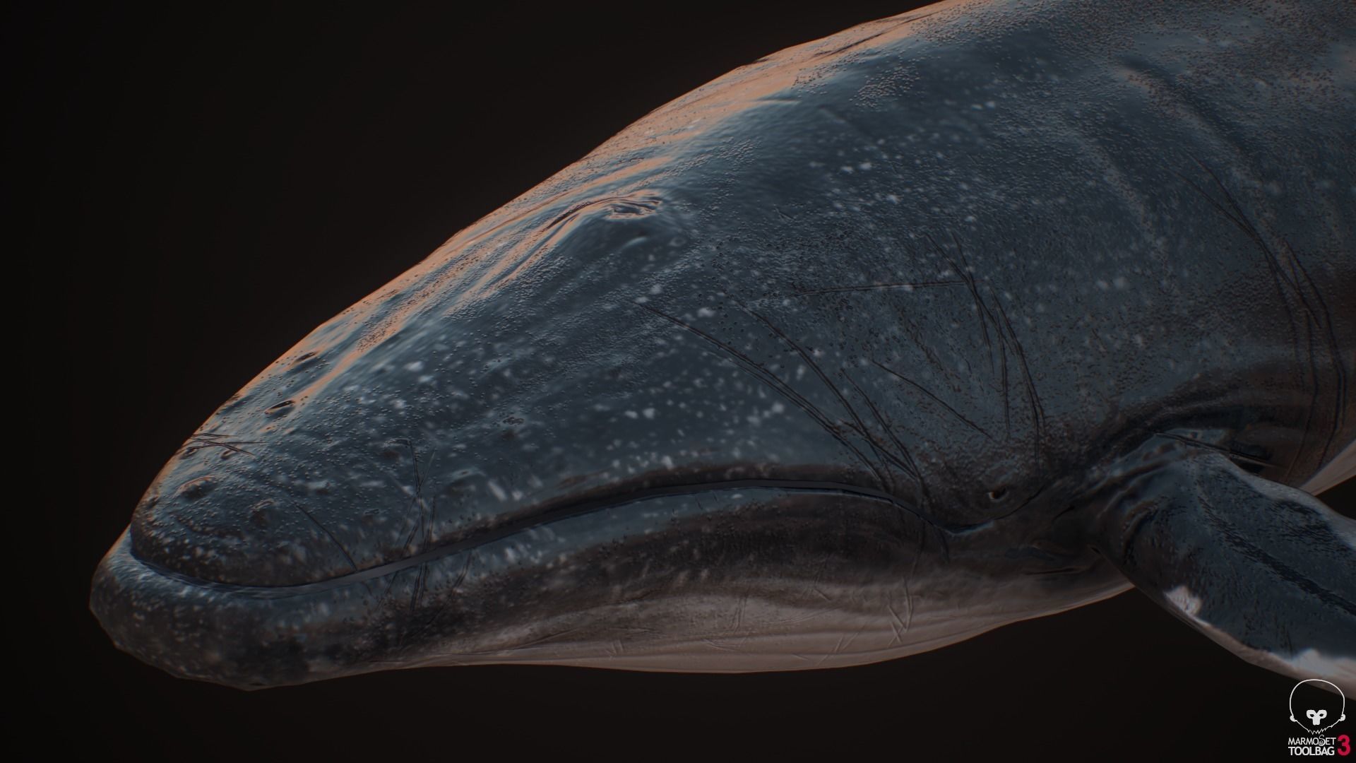 Blue Whale  Low-poly 3D model_4