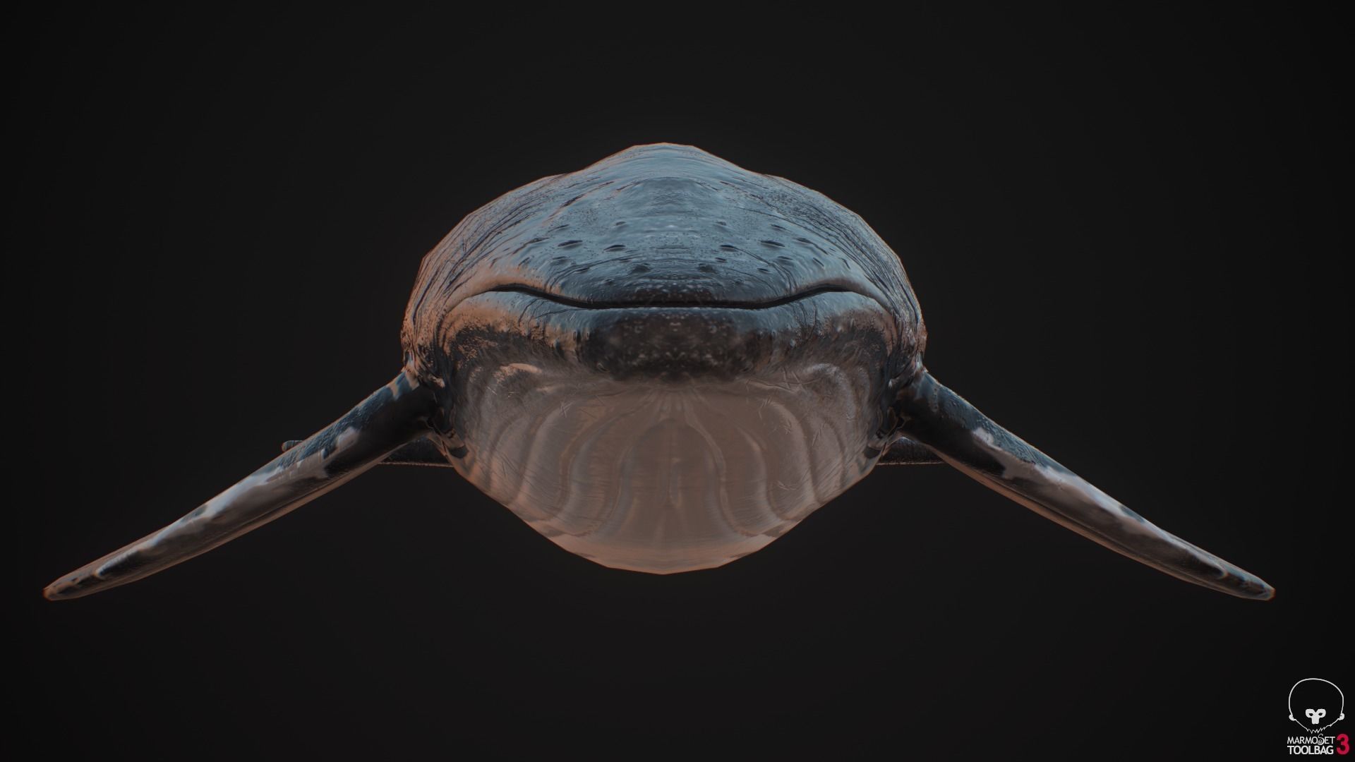 Blue Whale  Low-poly 3D model_10