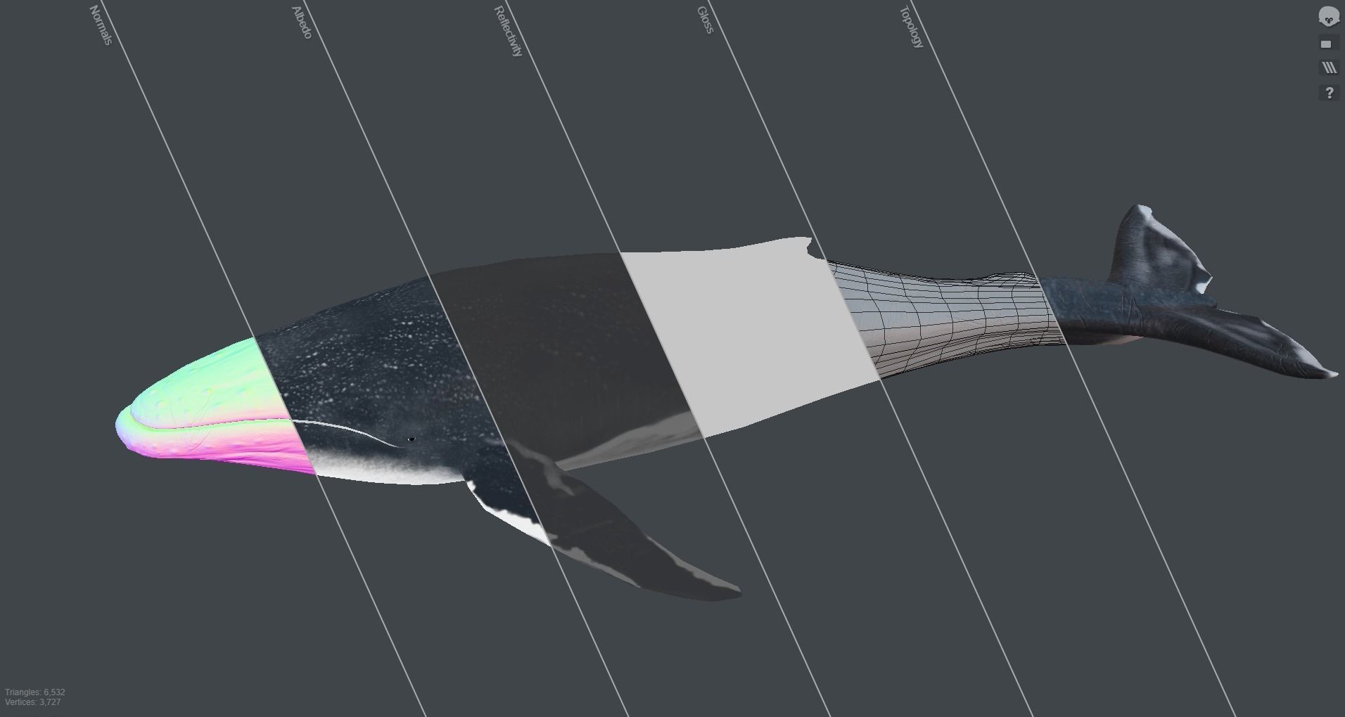 Blue Whale  Low-poly 3D model_18