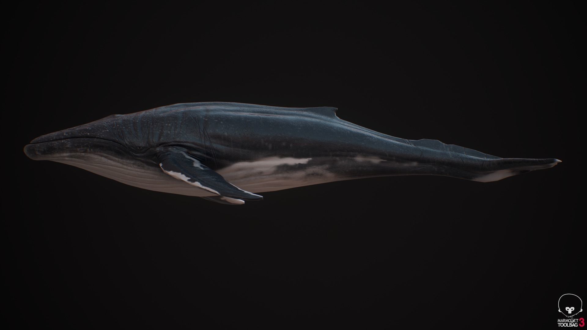 Blue Whale  Low-poly 3D model_8