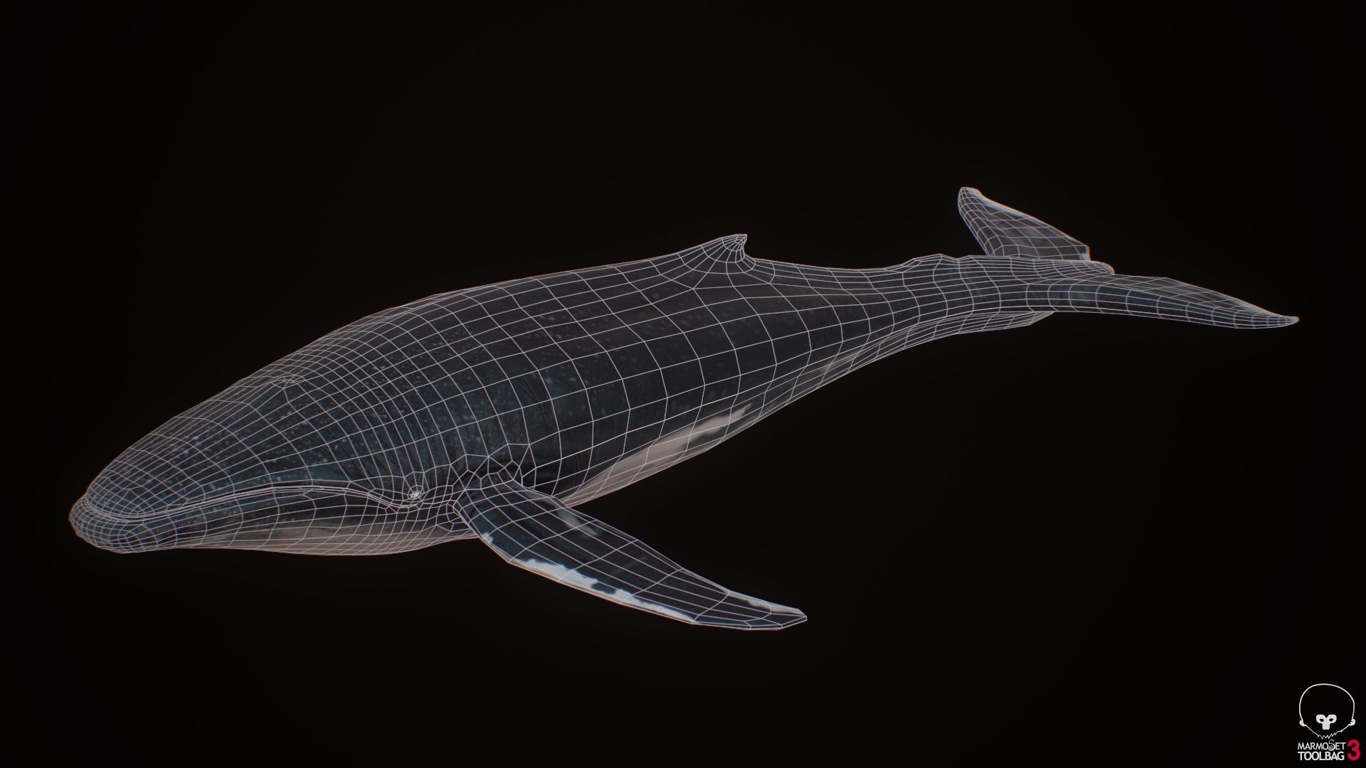 Blue Whale  Low-poly 3D model_14