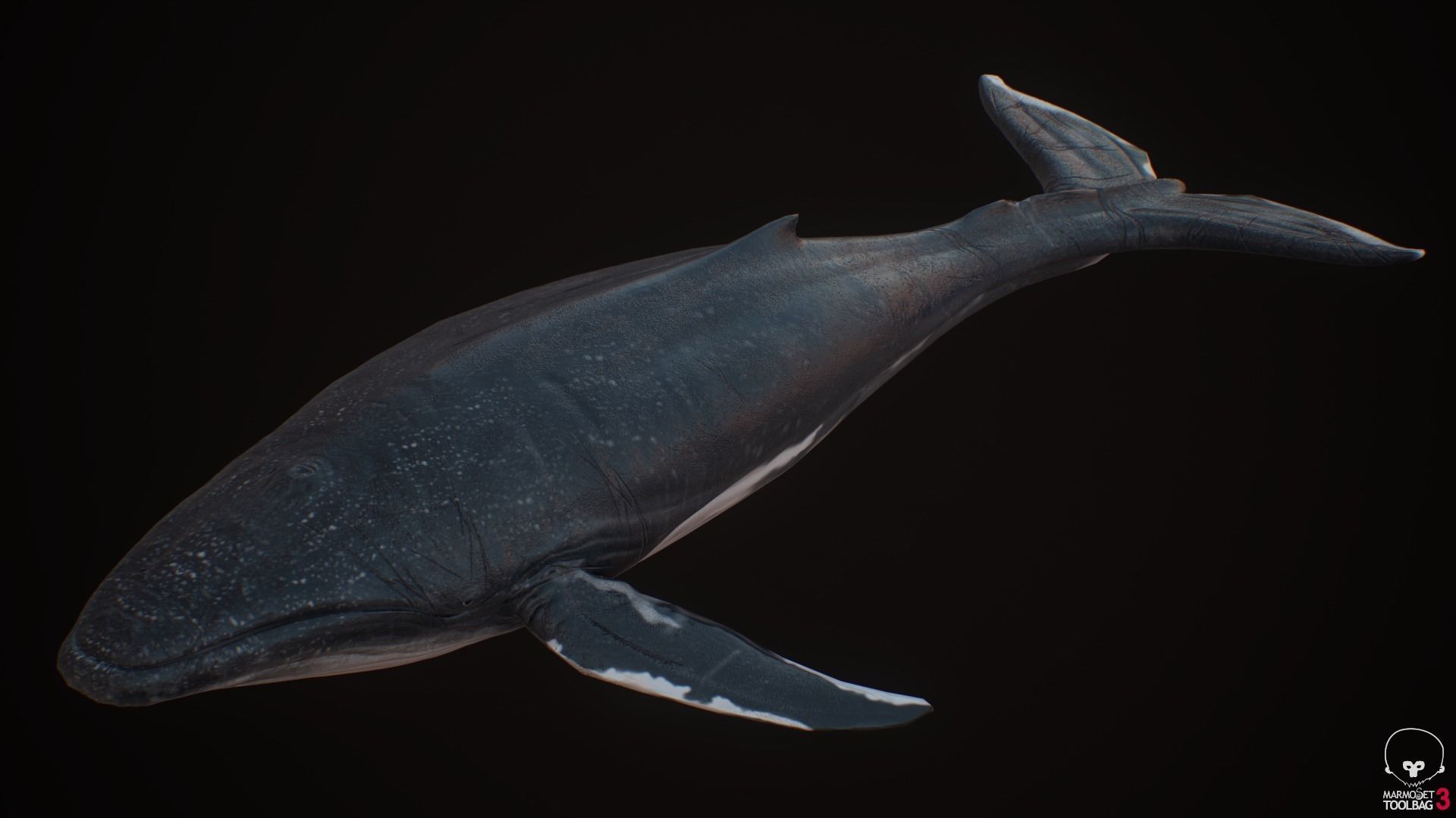 Blue Whale  Low-poly 3D model_9
