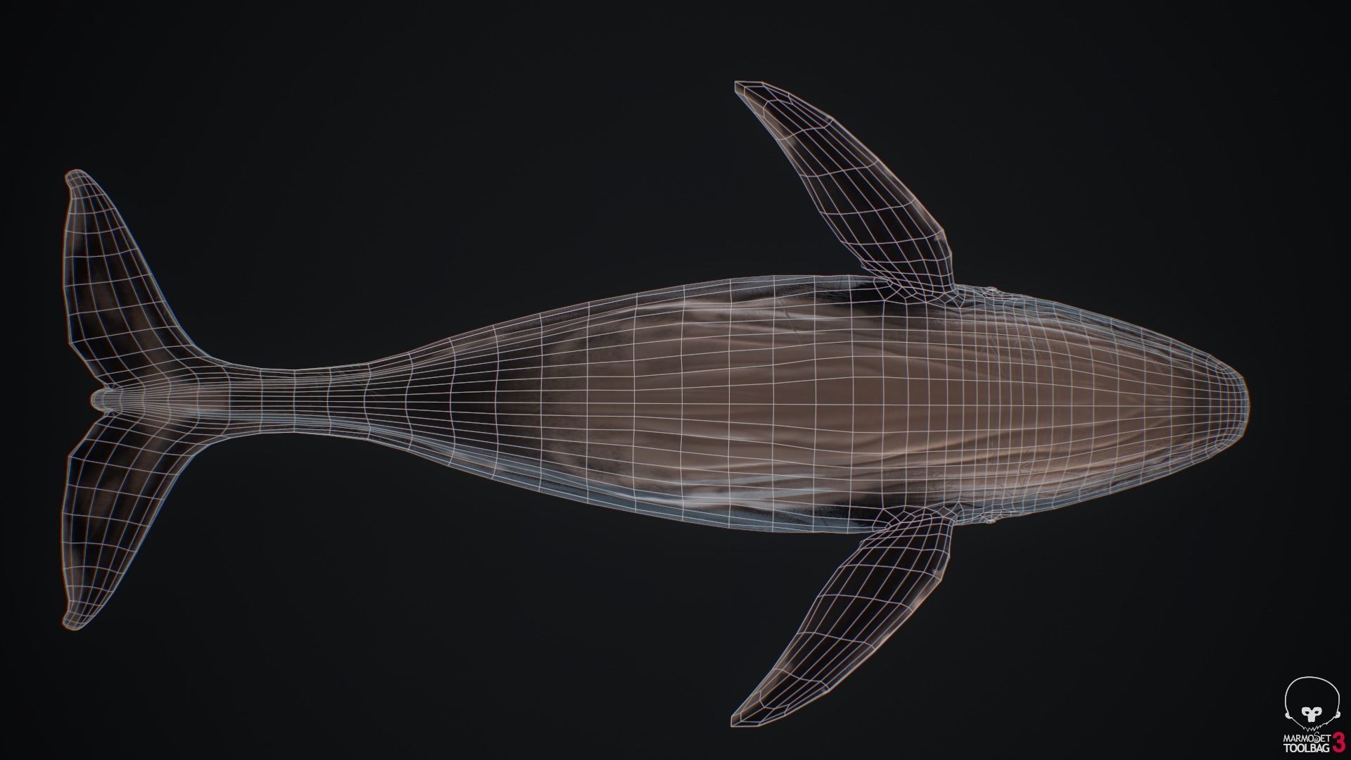 Blue Whale  Low-poly 3D model_17