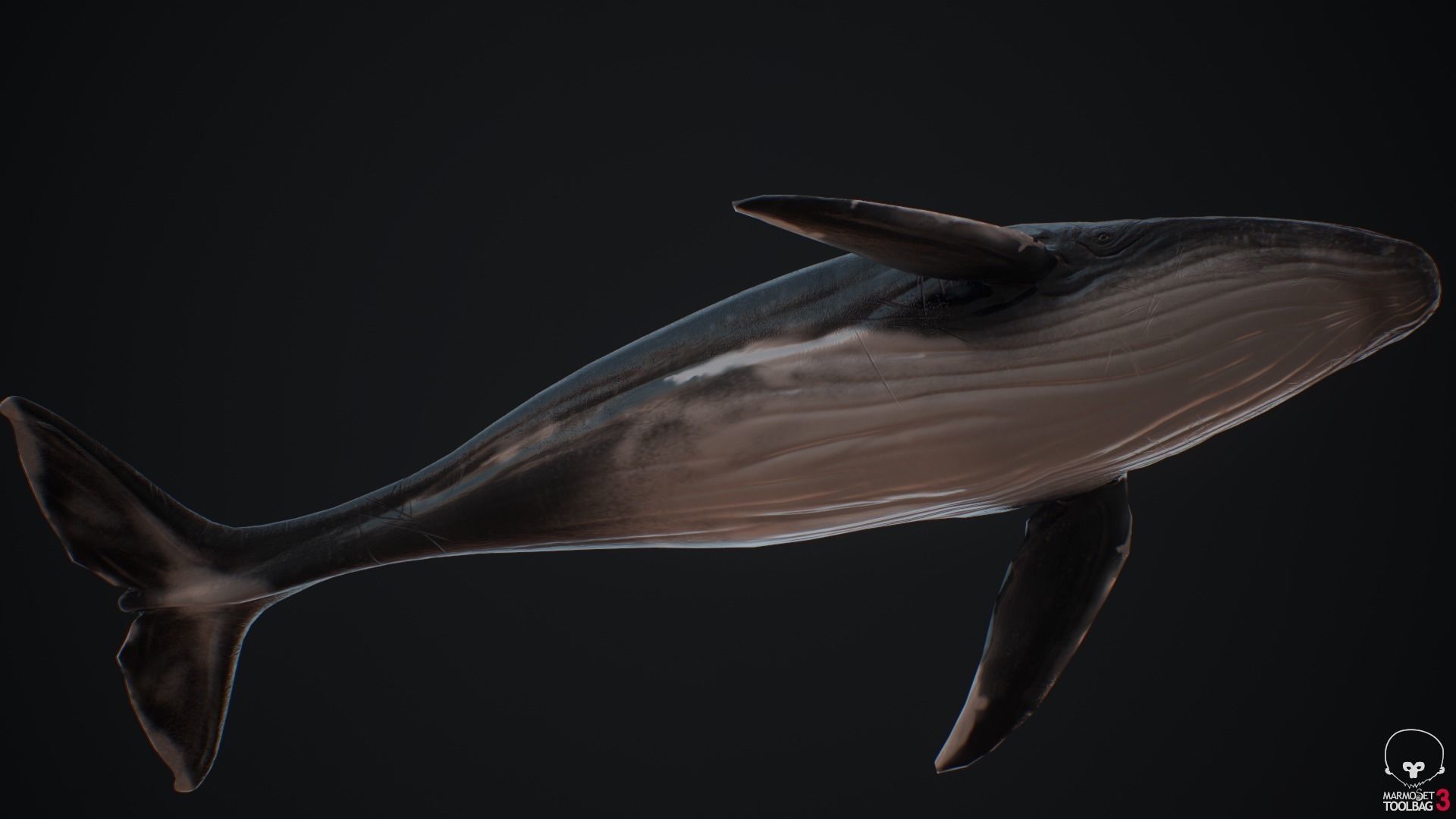 Blue Whale  Low-poly 3D model_13