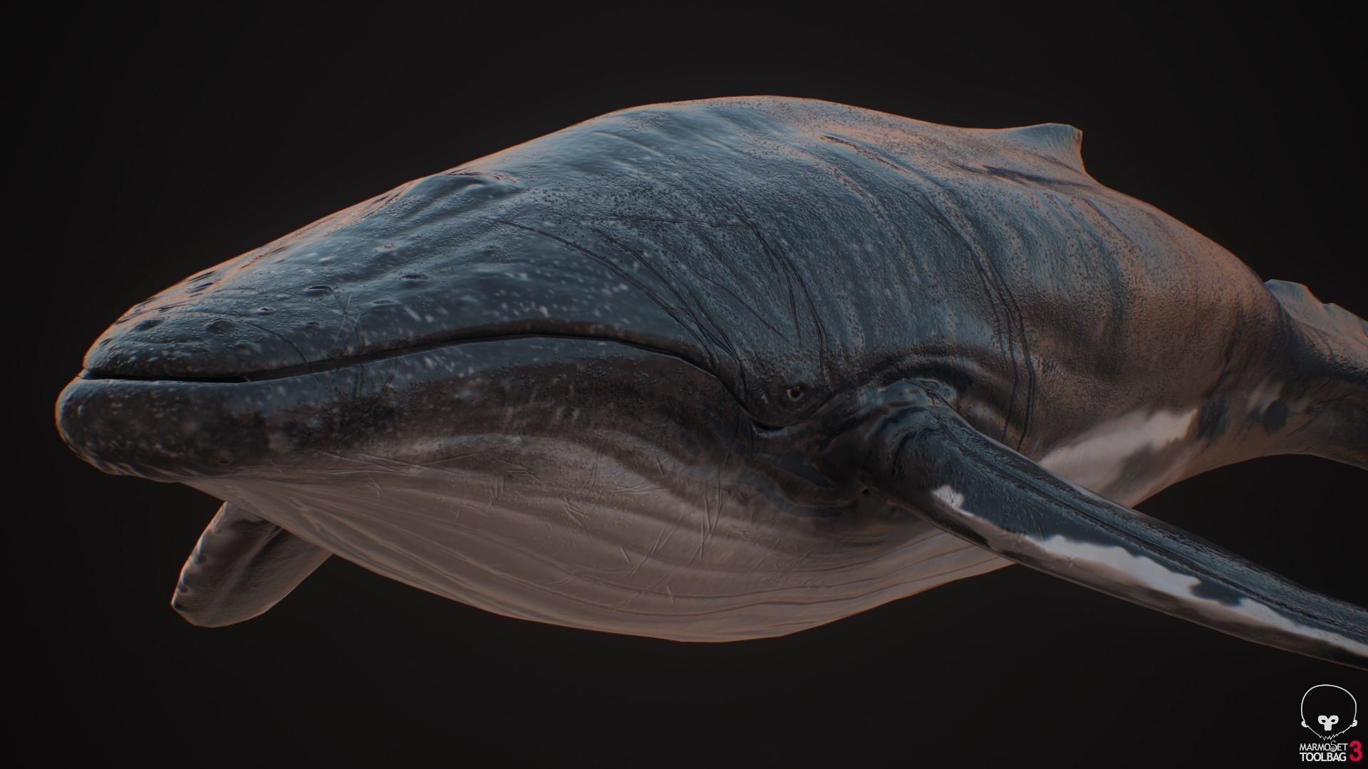 Blue Whale  Low-poly 3D model_6