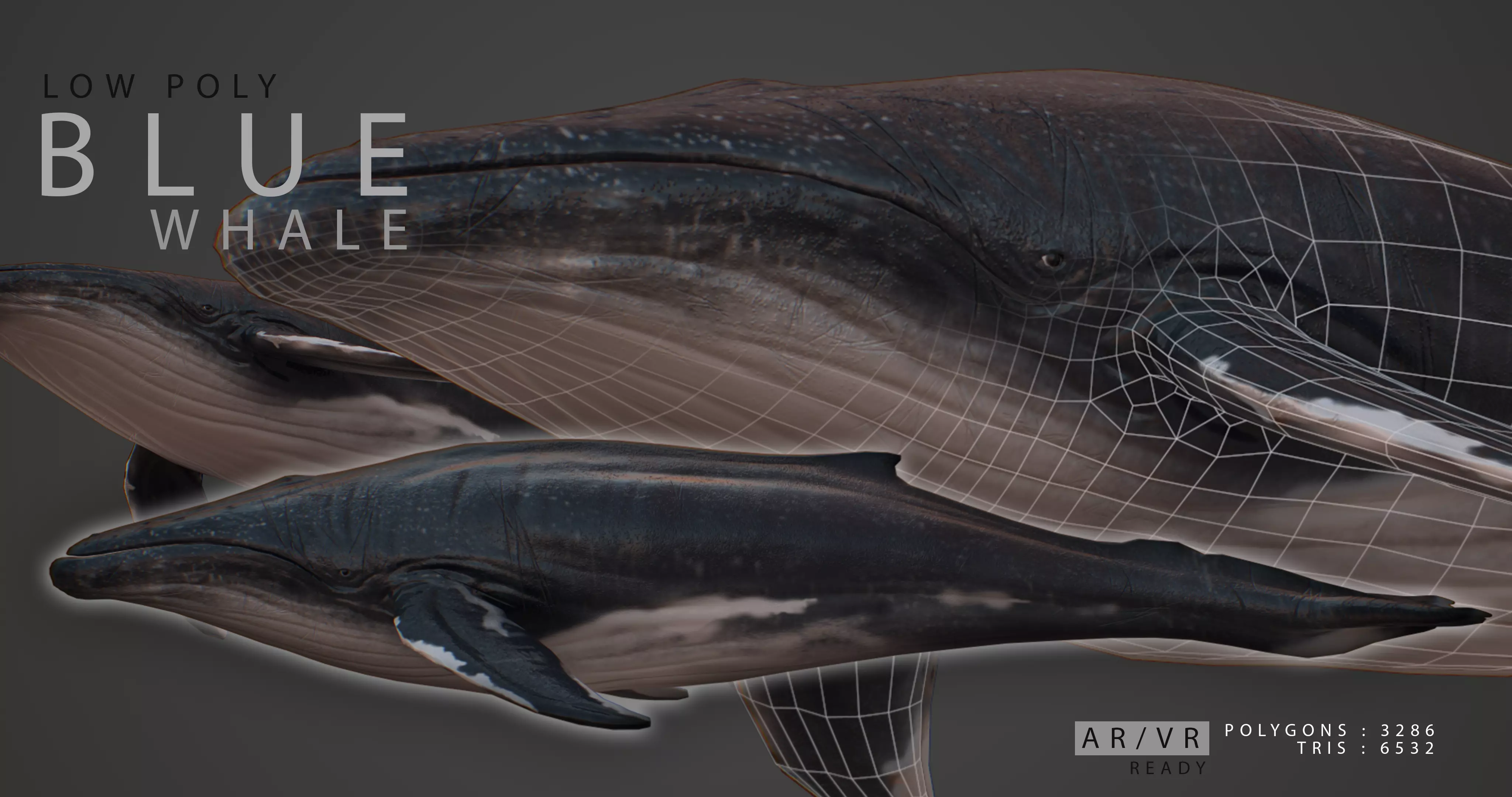 Blue Whale  Low-poly 3D model_0