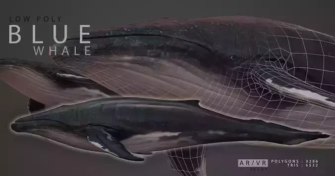 Blue Whale  Low-poly 3D model