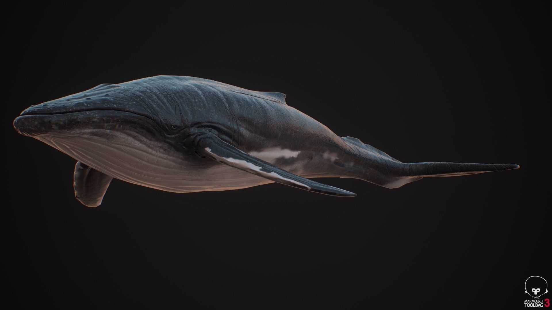 Blue Whale  Low-poly 3D model_11