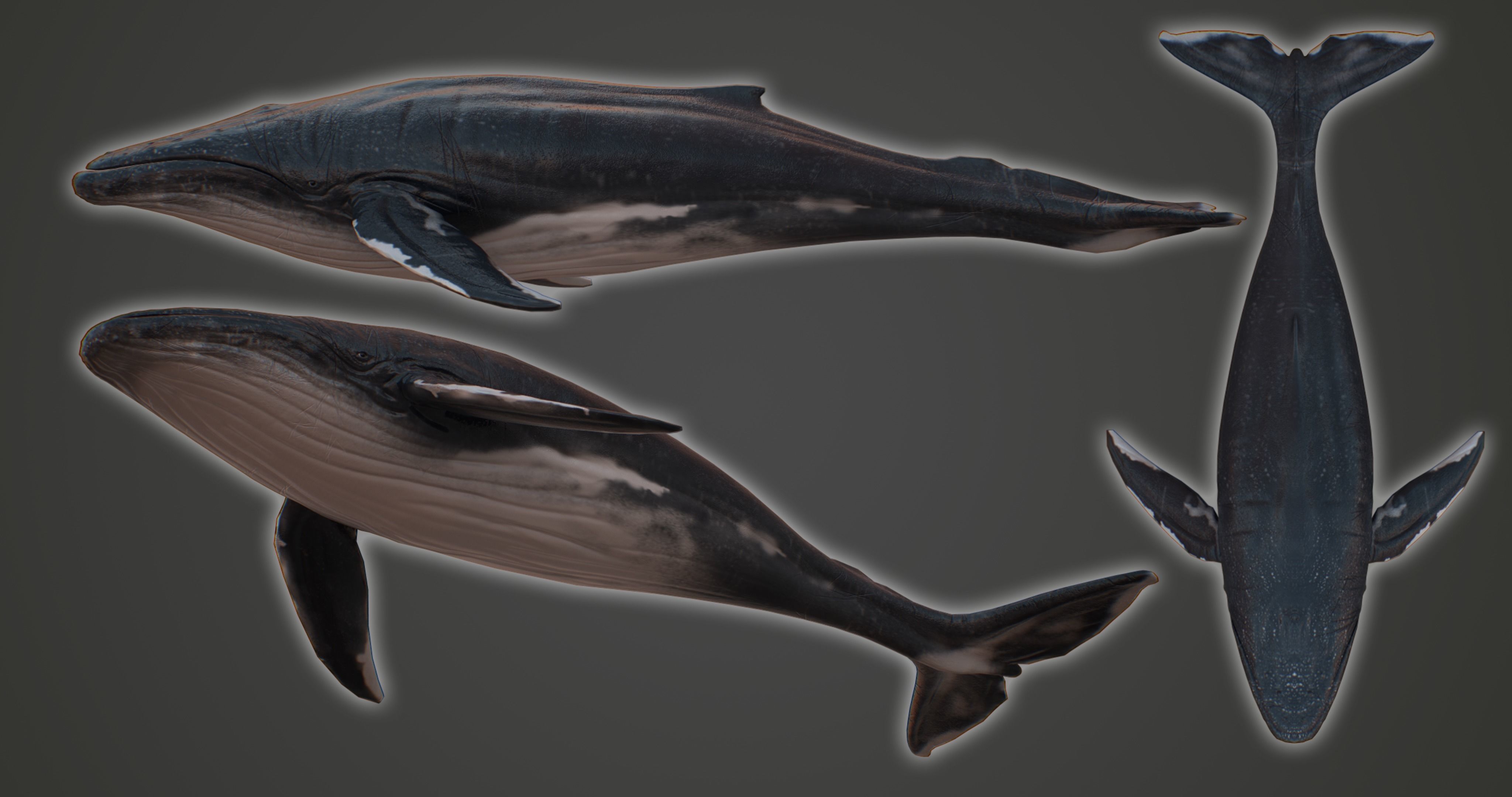 Blue Whale  Low-poly 3D model_3