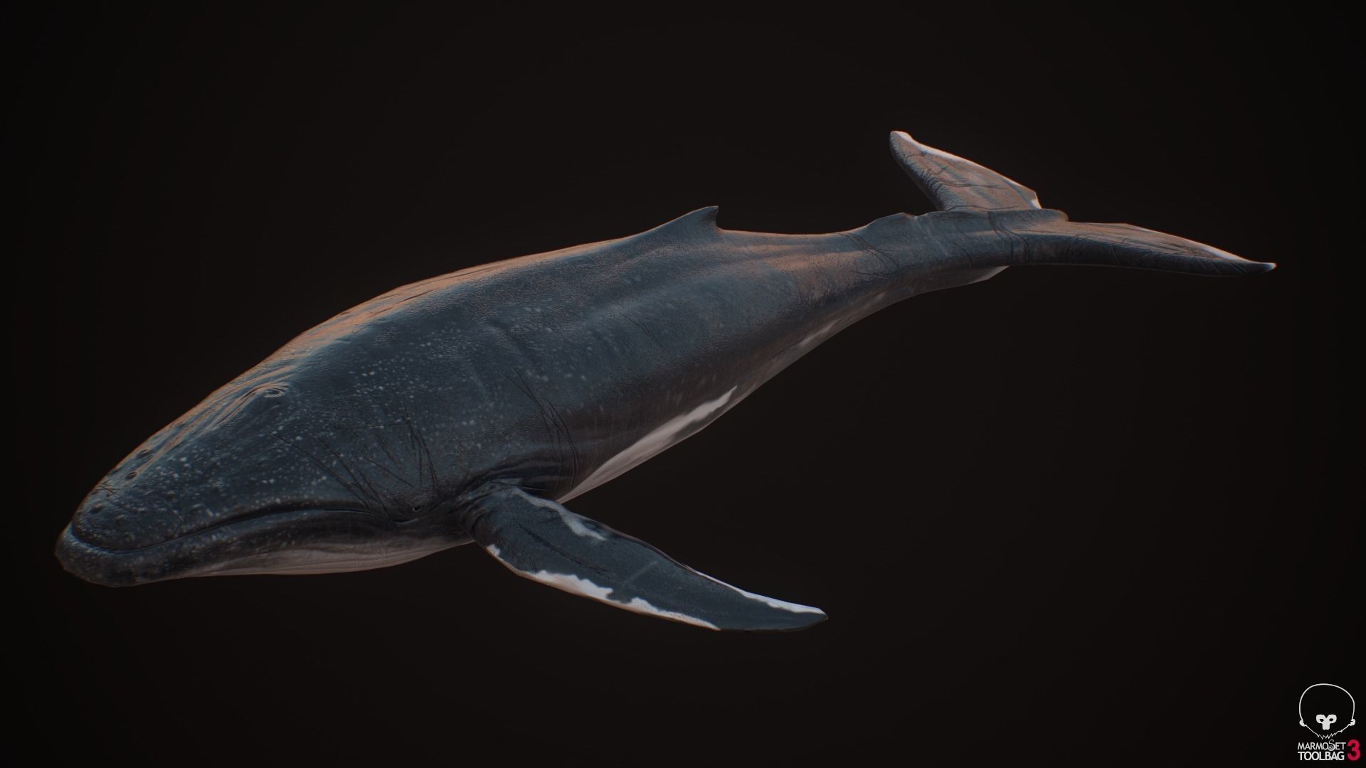 Blue Whale  Low-poly 3D model_12