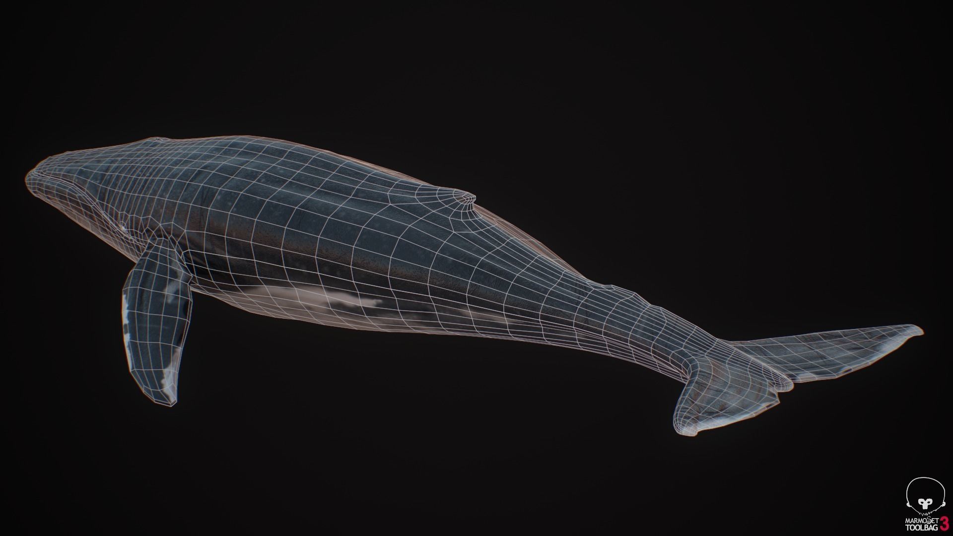 Blue Whale  Low-poly 3D model_15