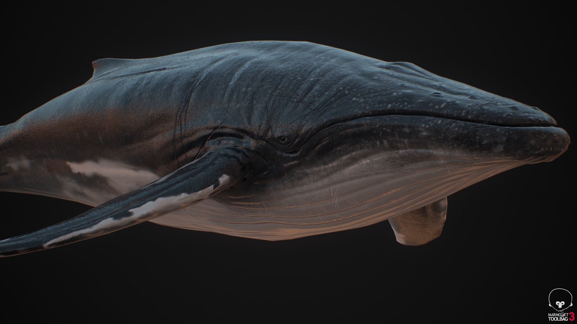 Blue Whale  Low-poly 3D model_5